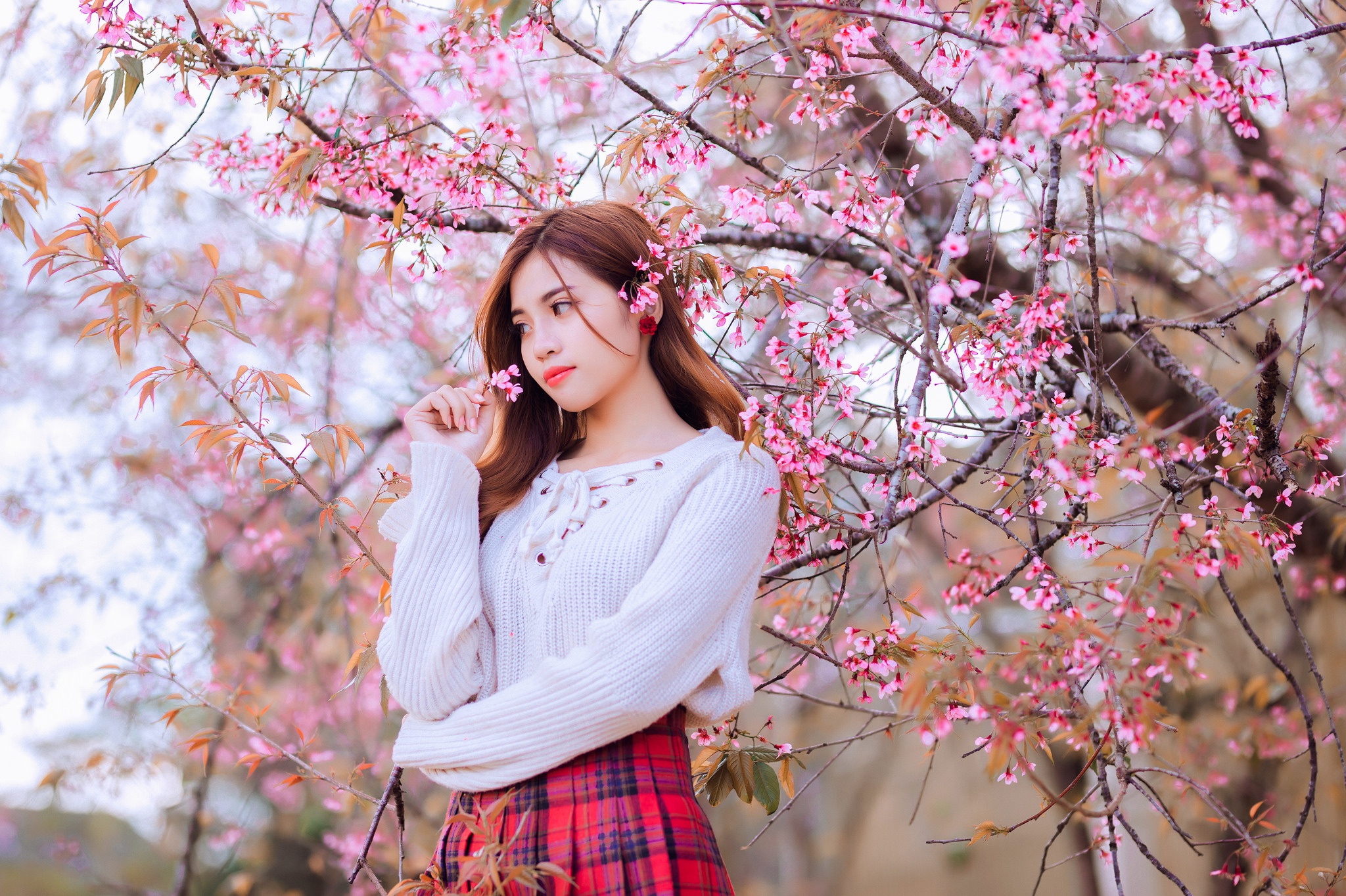 Asian Women Blossoms Women Outdoors Brunette Long Hair White Sweater Plaid Skirt Tartan Skirt Lookin 2048x1365
