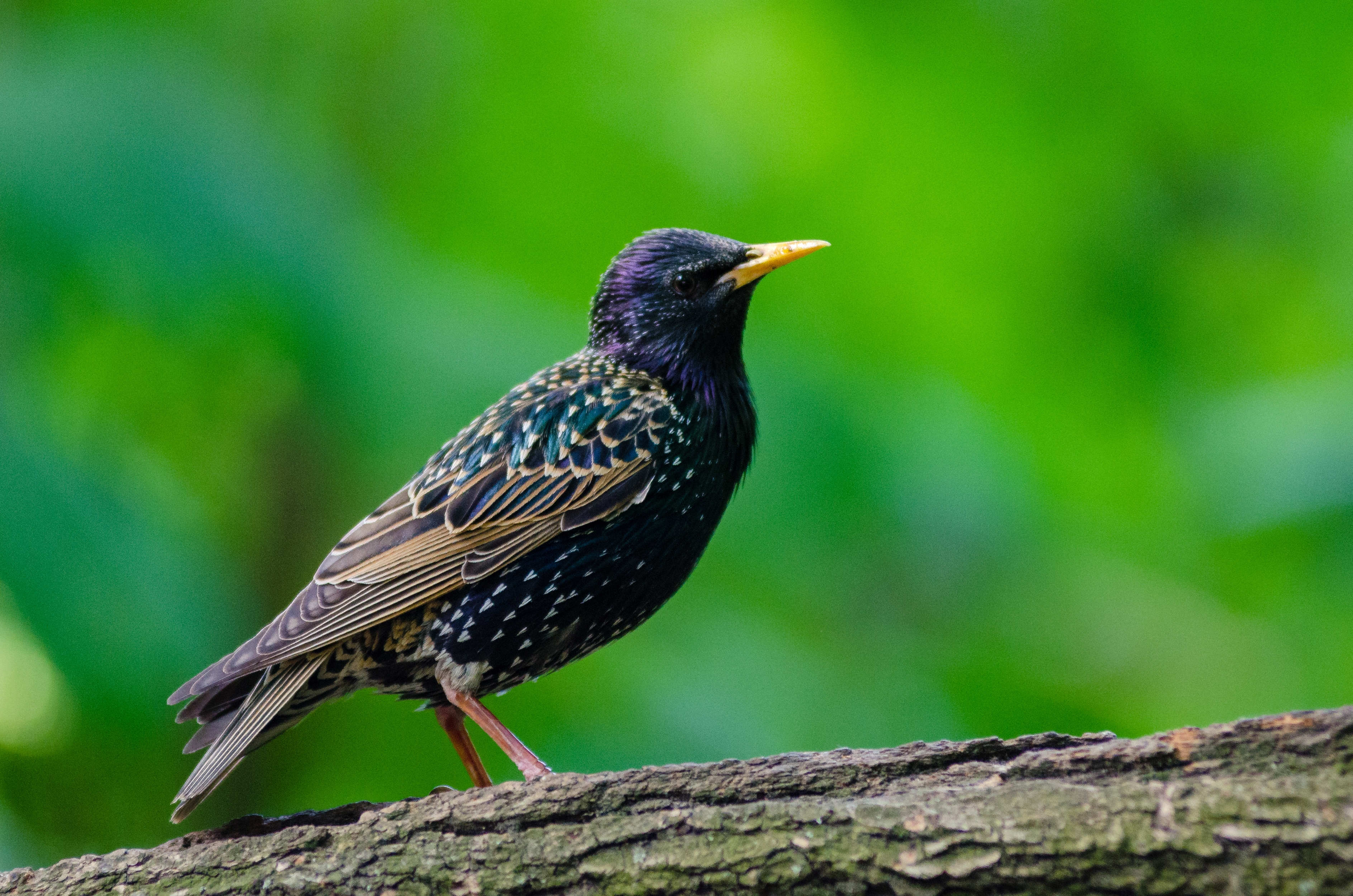 Starling Bird 3775x2500