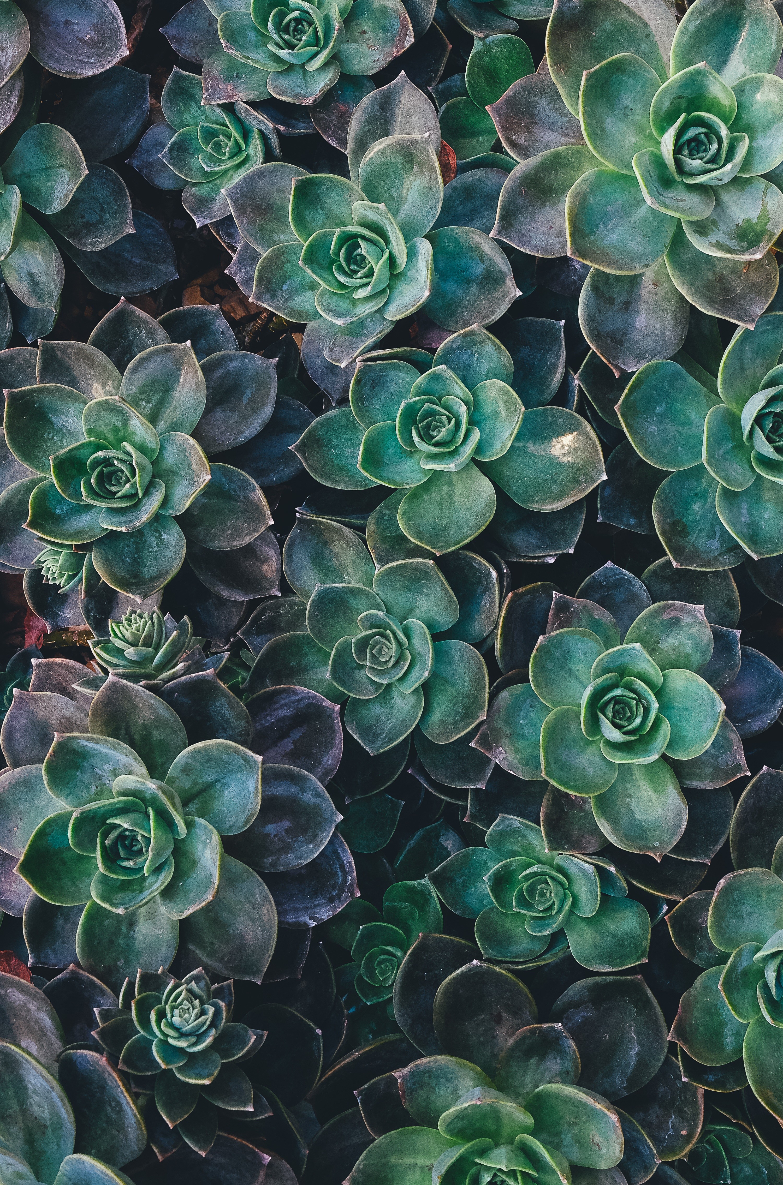 Nature Succulent Plants 3000x4542