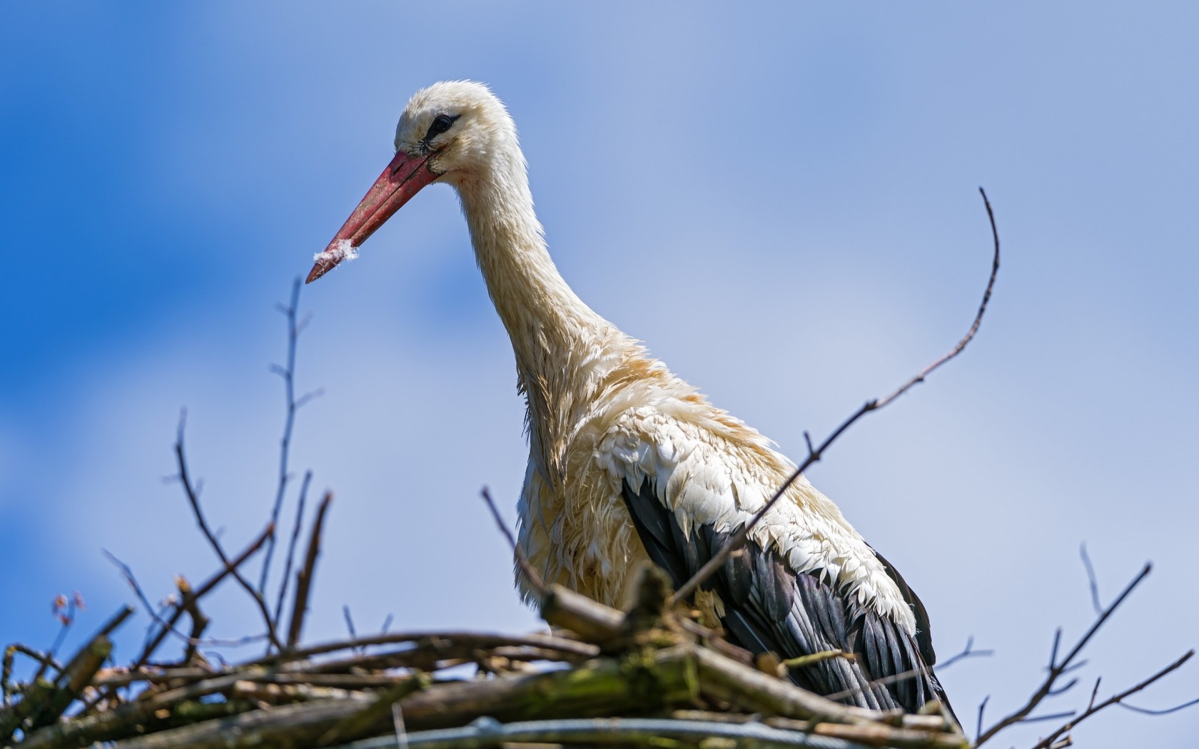 Animal White Stork 1680x1050