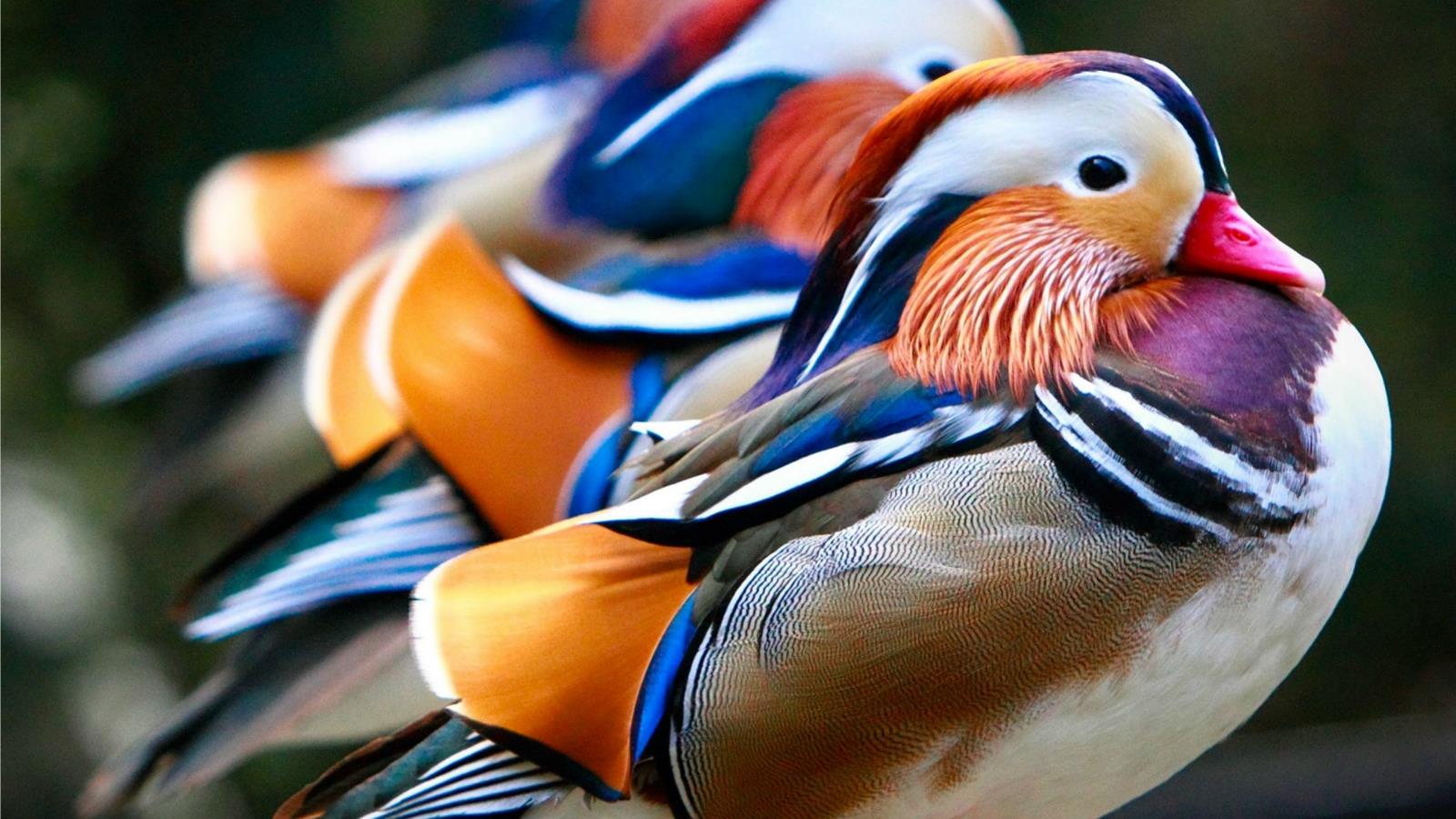 Animal Mandarin Duck 1600x900
