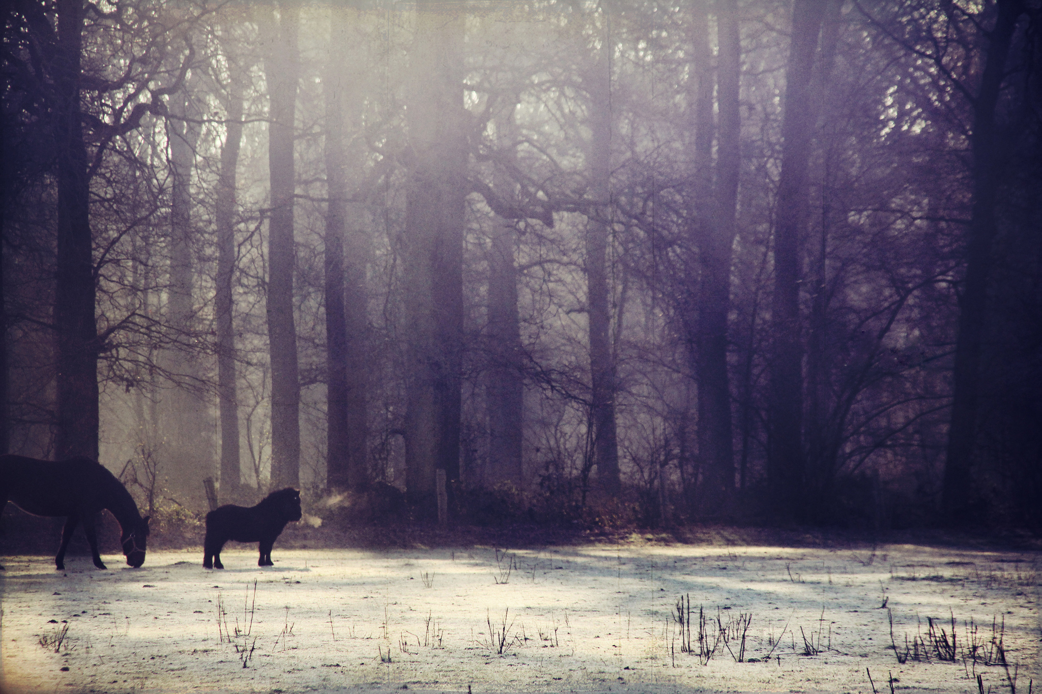 Pony Forest Fog Snow 2048x1365