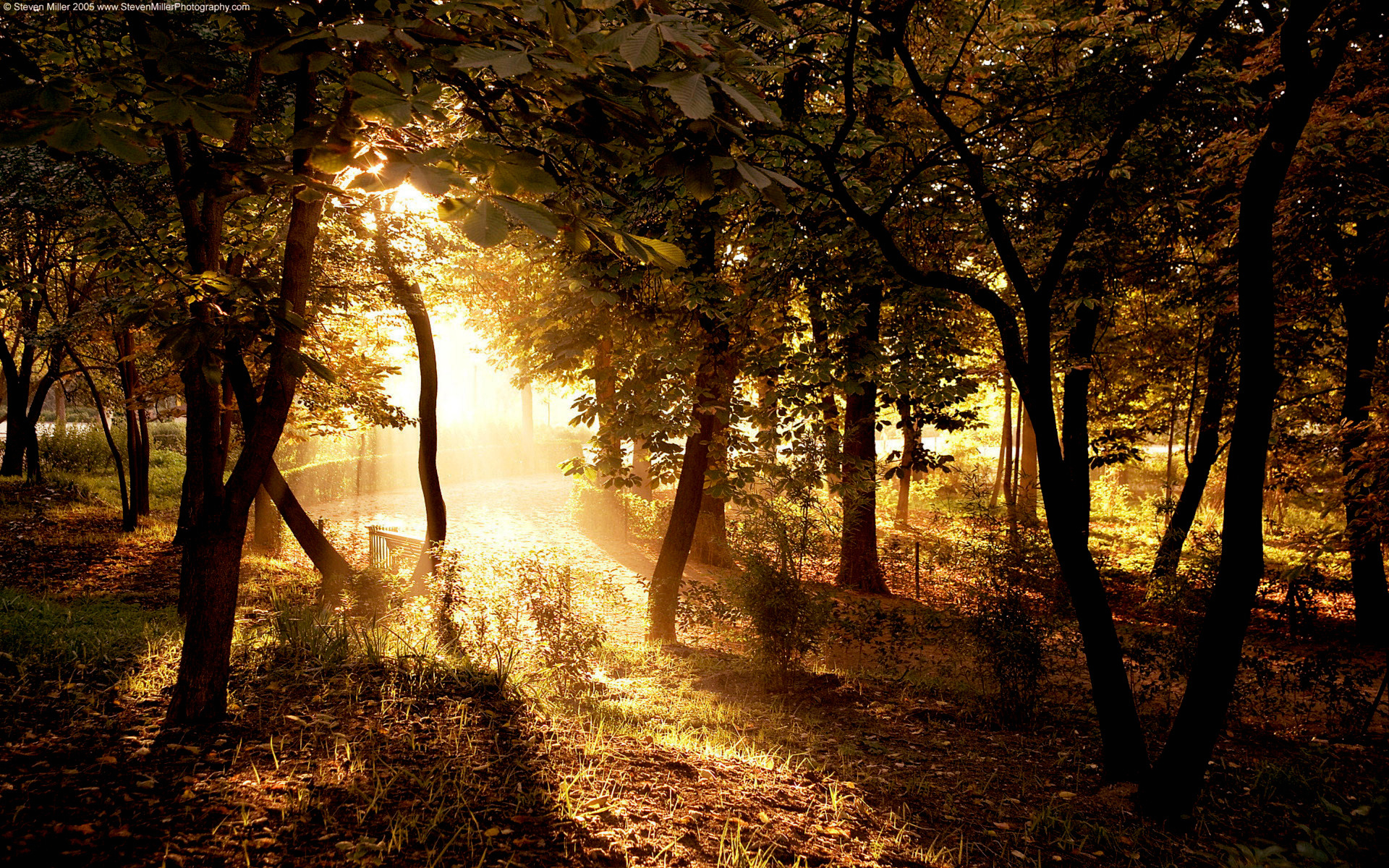 Photography Forest Tree Sunlight Country Earth Sun 1920x1200