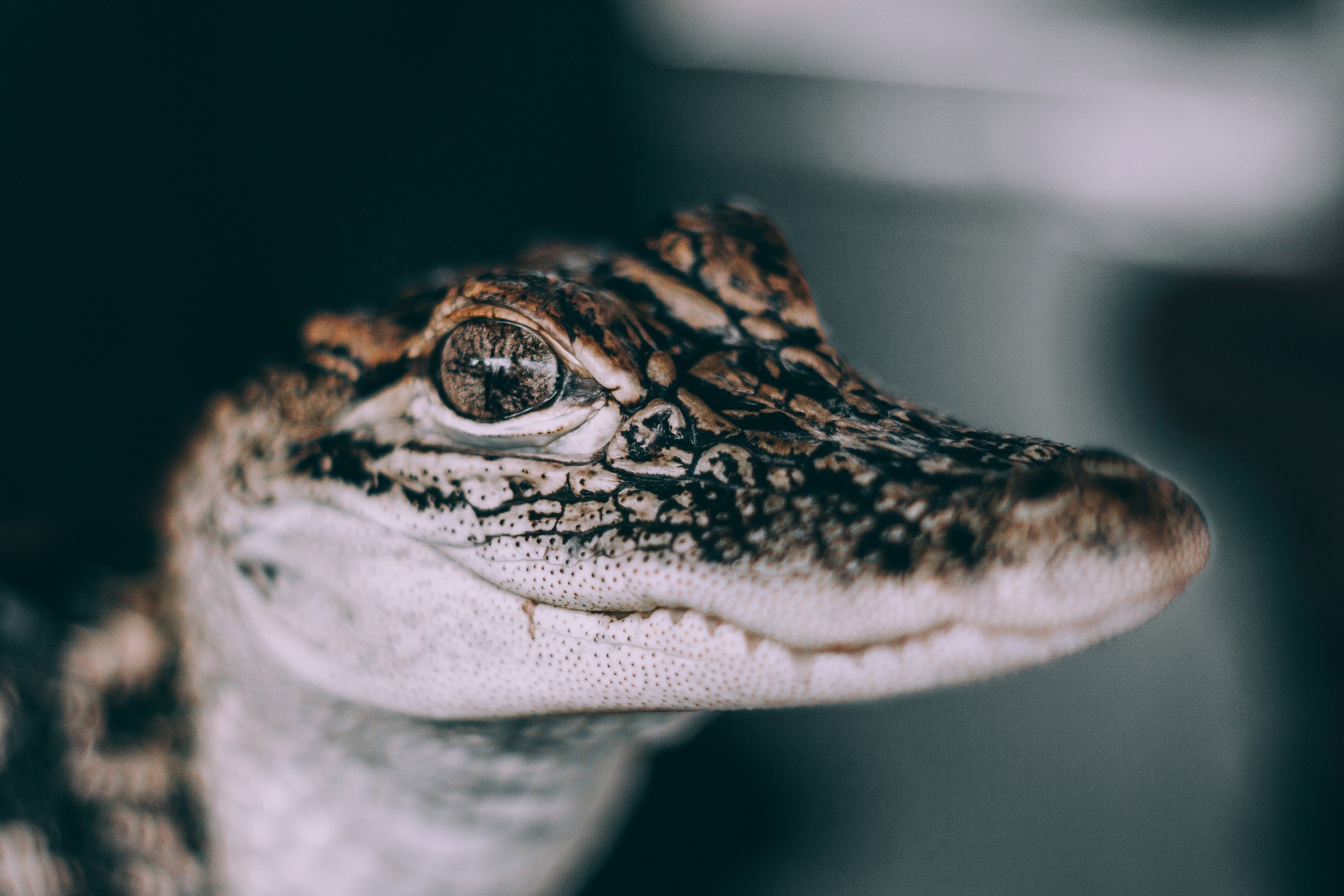 Photography Animals Alligators 3341x2227