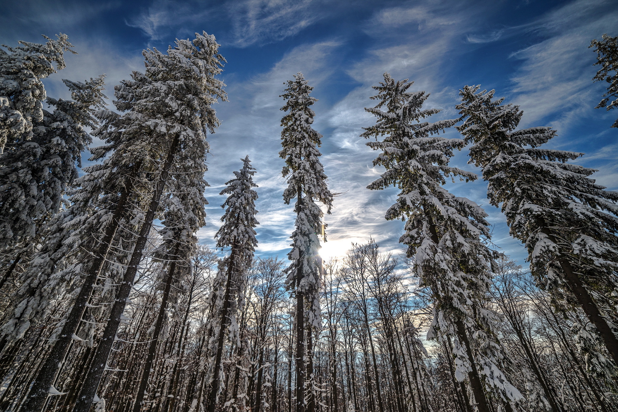 Forest Nature Winter Sky Tree Treetops 2048x1367