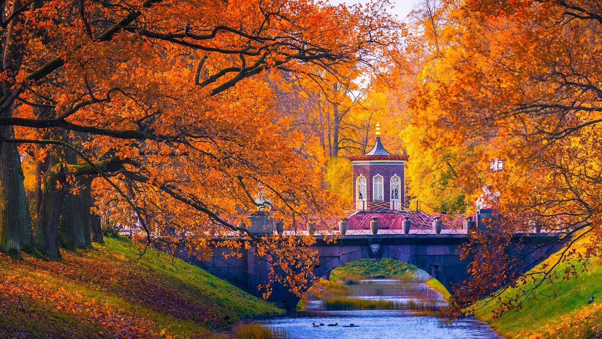 Bridge Trees Fall Leaves Mandarin Duck River St Petersburg Russia Landscape 1920x1080