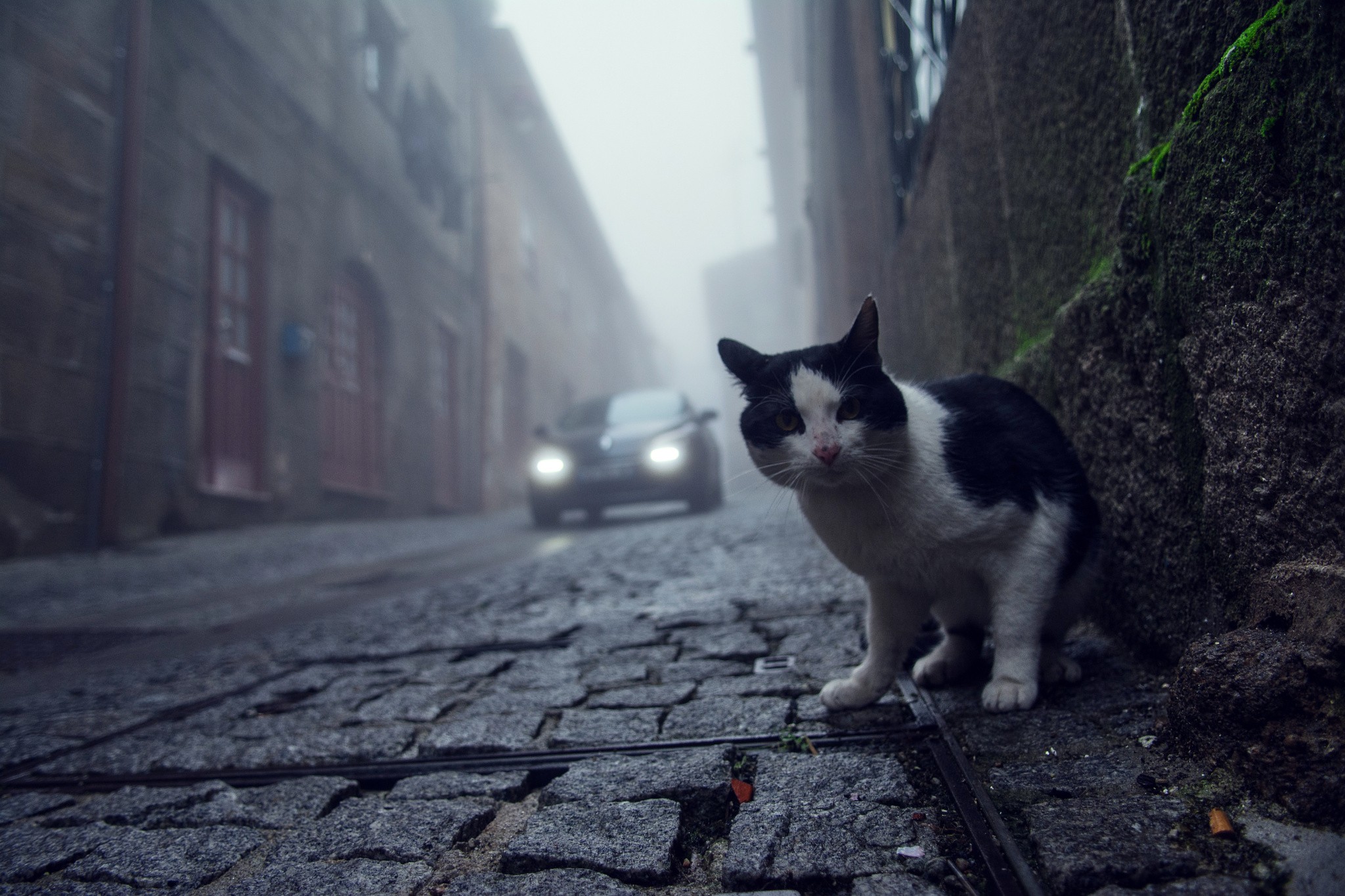 Worms Eye View Cobblestone Street Cats Pet Mist Pavements Town 2048x1365