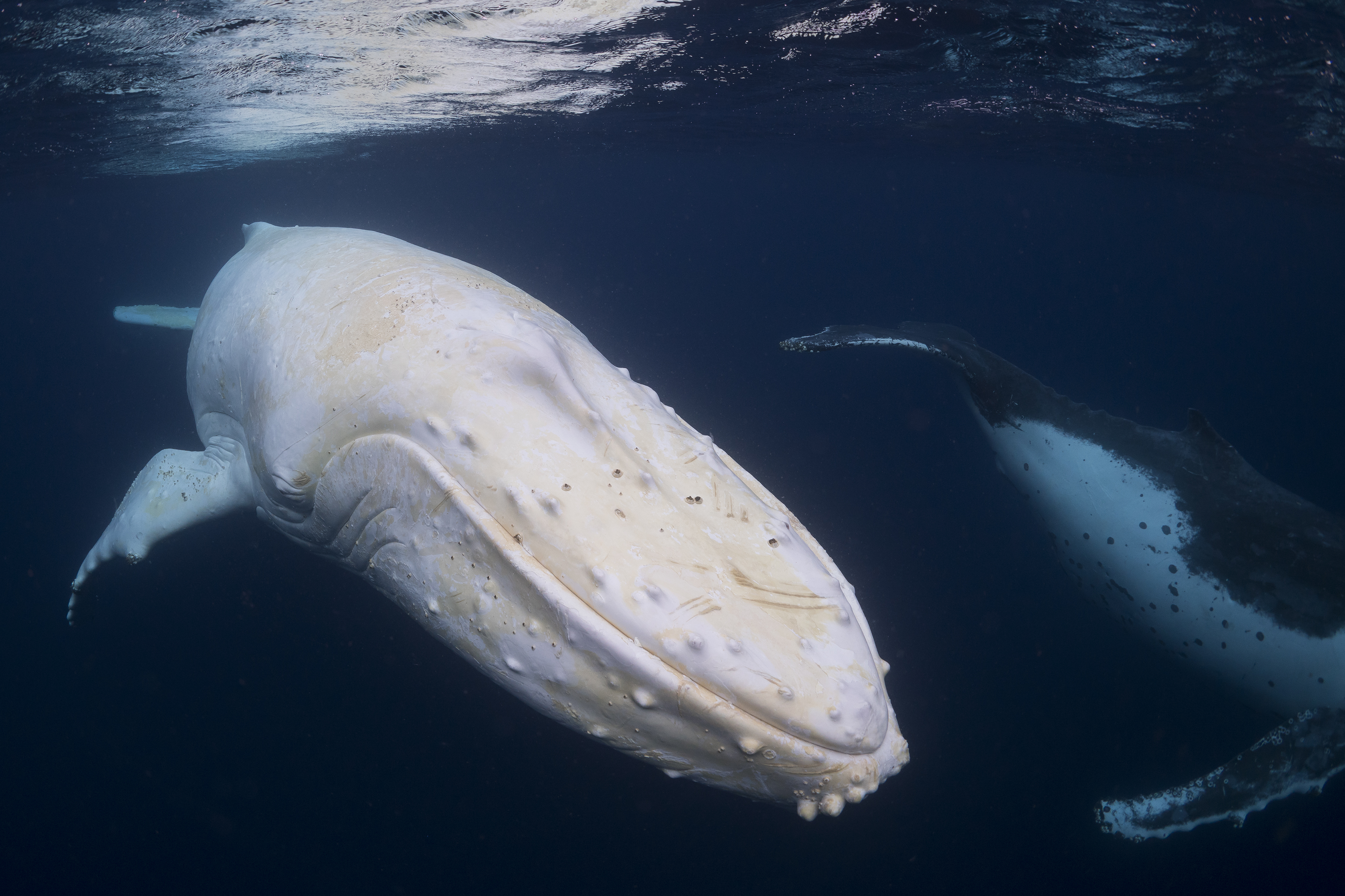 Nature Animals Whale Underwater Sea Albino 3600x2400