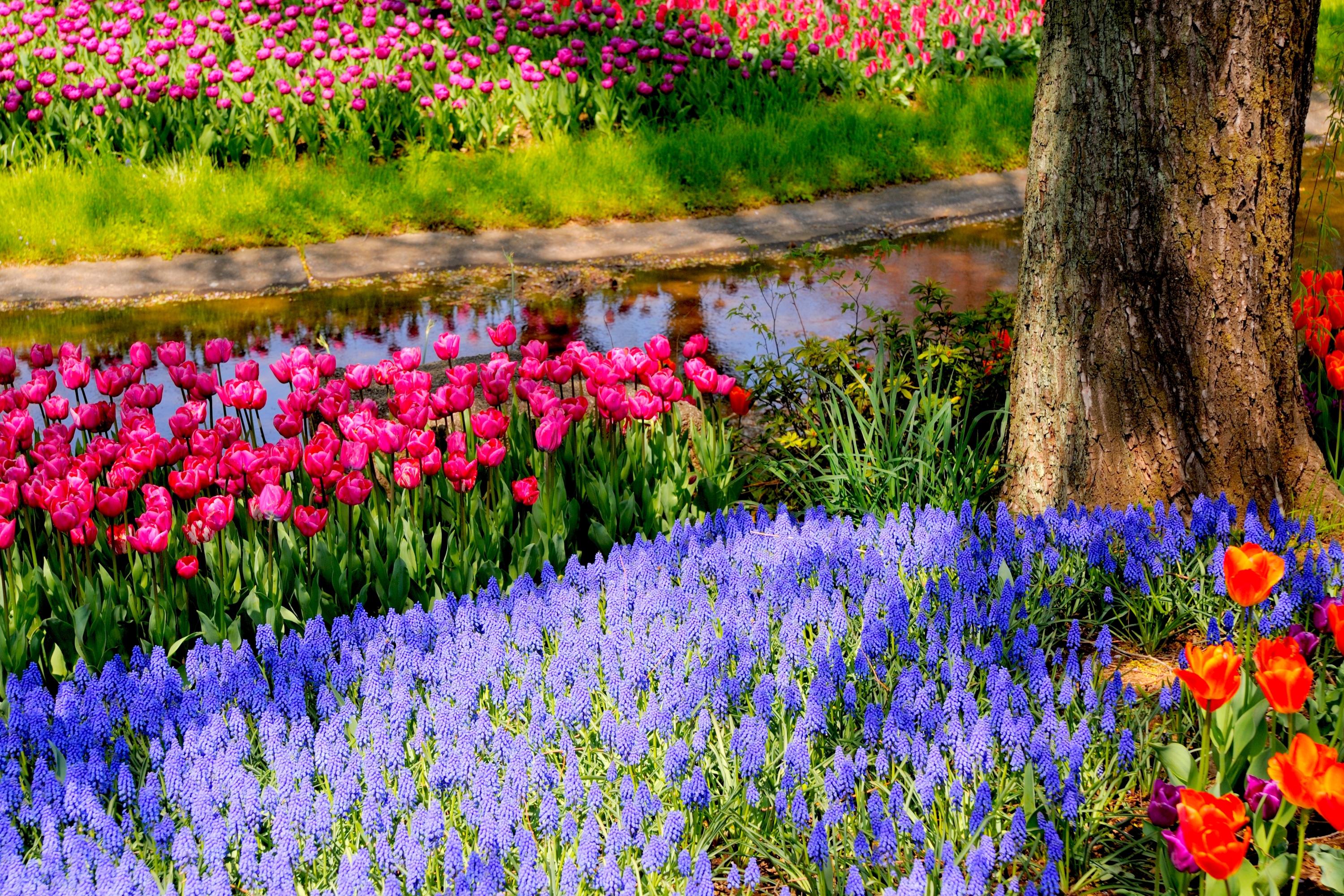 Earth Spring Park Tulip Colors Colorful Muscari 3000x2000