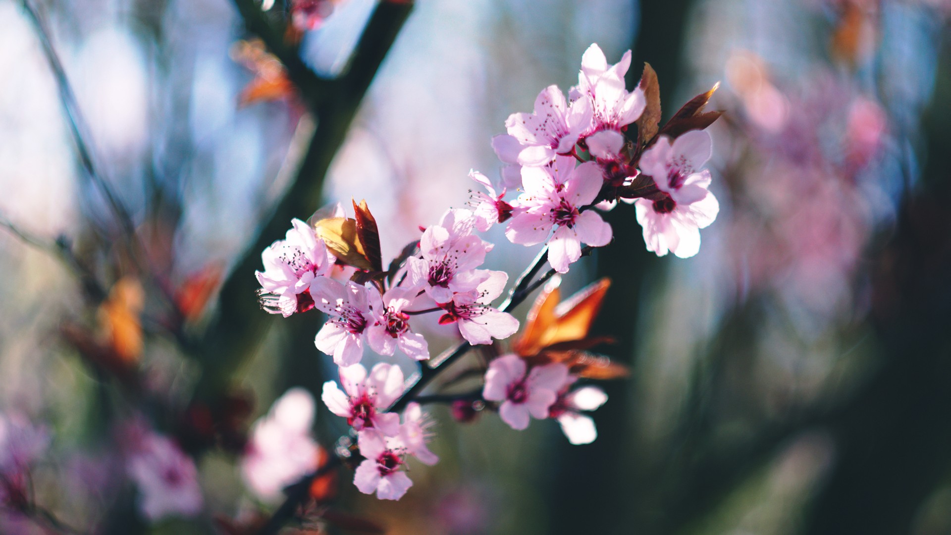 Spring Blossoms Blossom Trees Pink Flowers 1920x1080