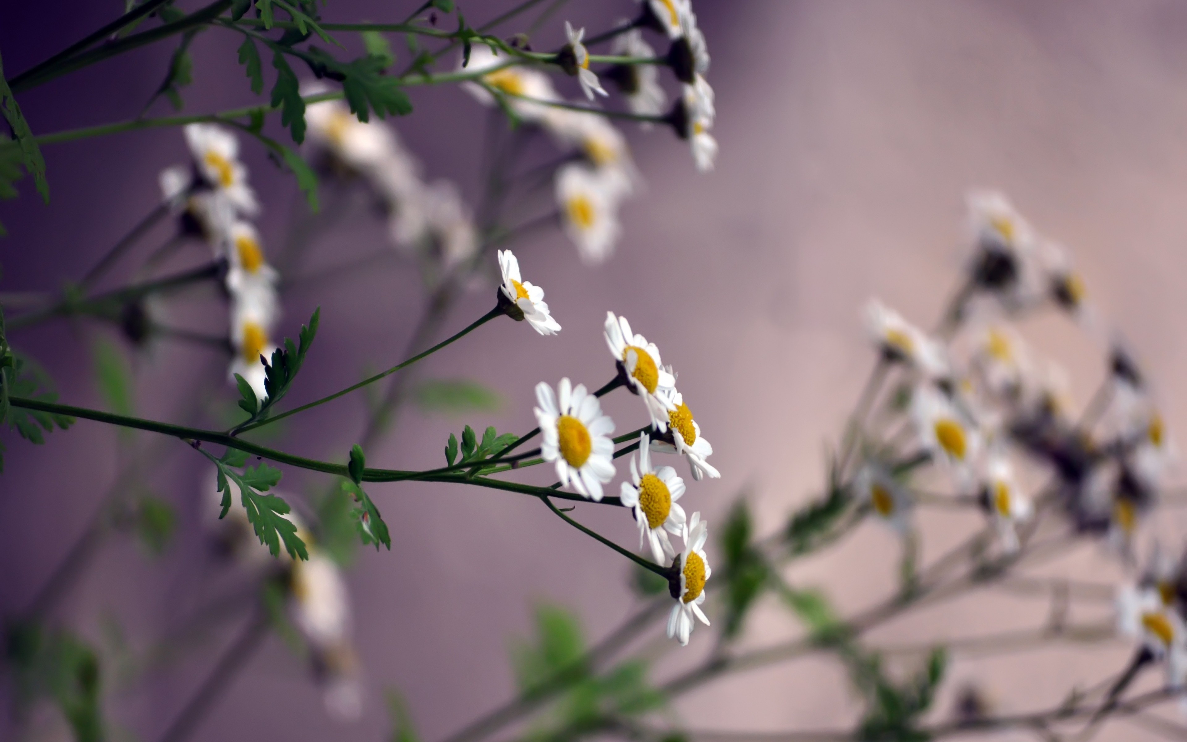 Daisies White Flowers Closeup 3840x2400