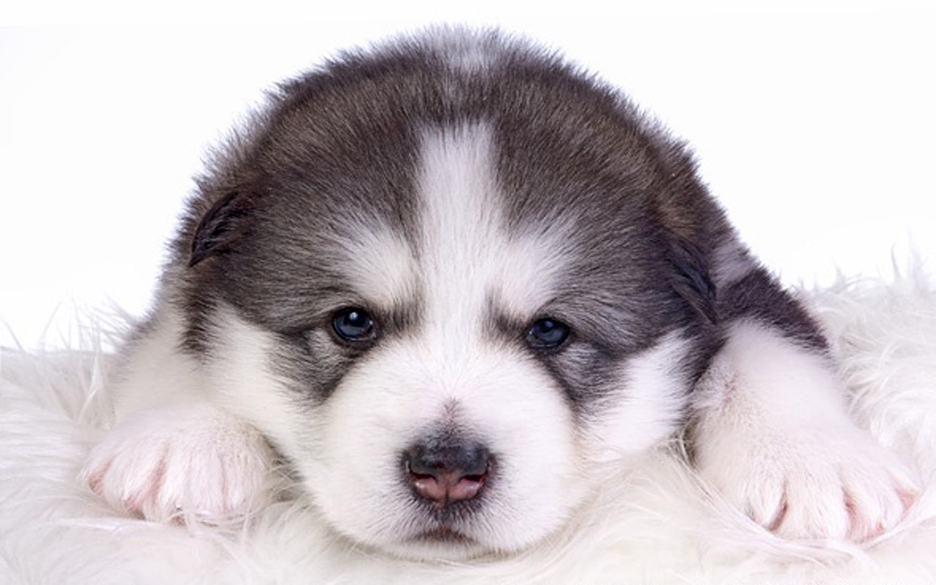 Animal Puppy Alaskan Malamute Dog Cute 1920x1200