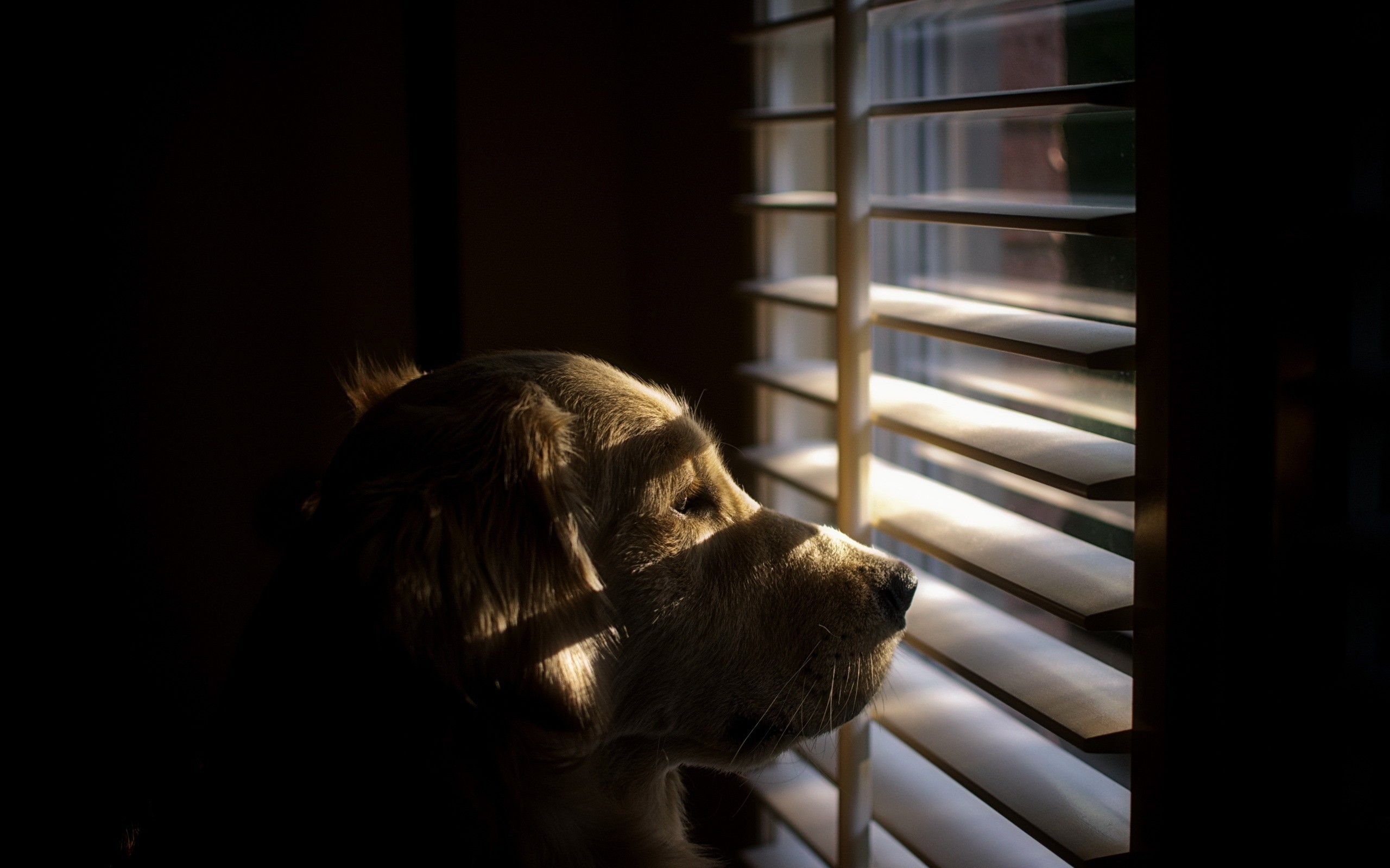 Dog Animals Shutters Sunlight Blinds 2560x1600