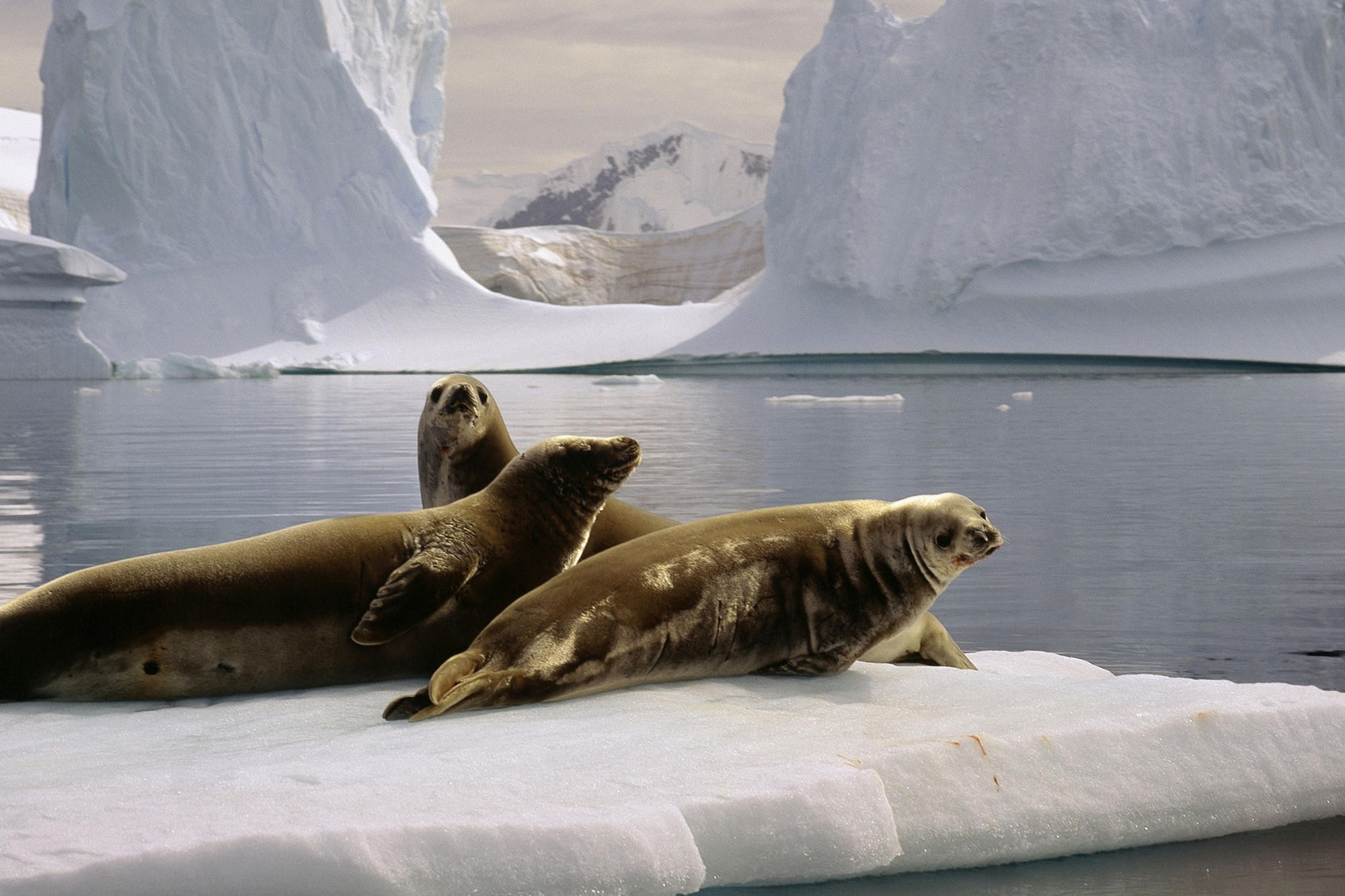 Animals Snow Ice Seals Mammals Antarctica 2000x1333