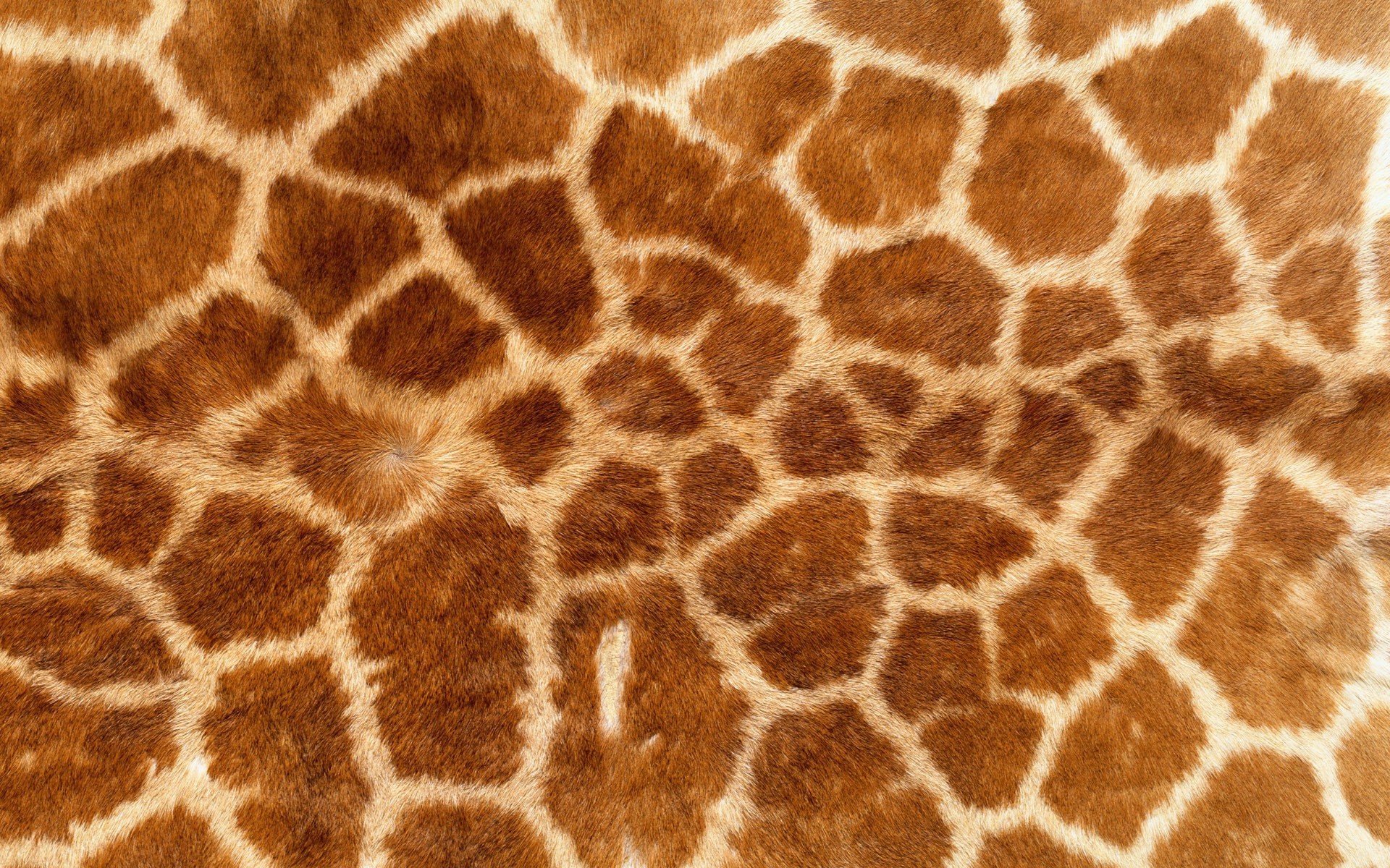 Animal Print Giraffes Fur 1920x1200