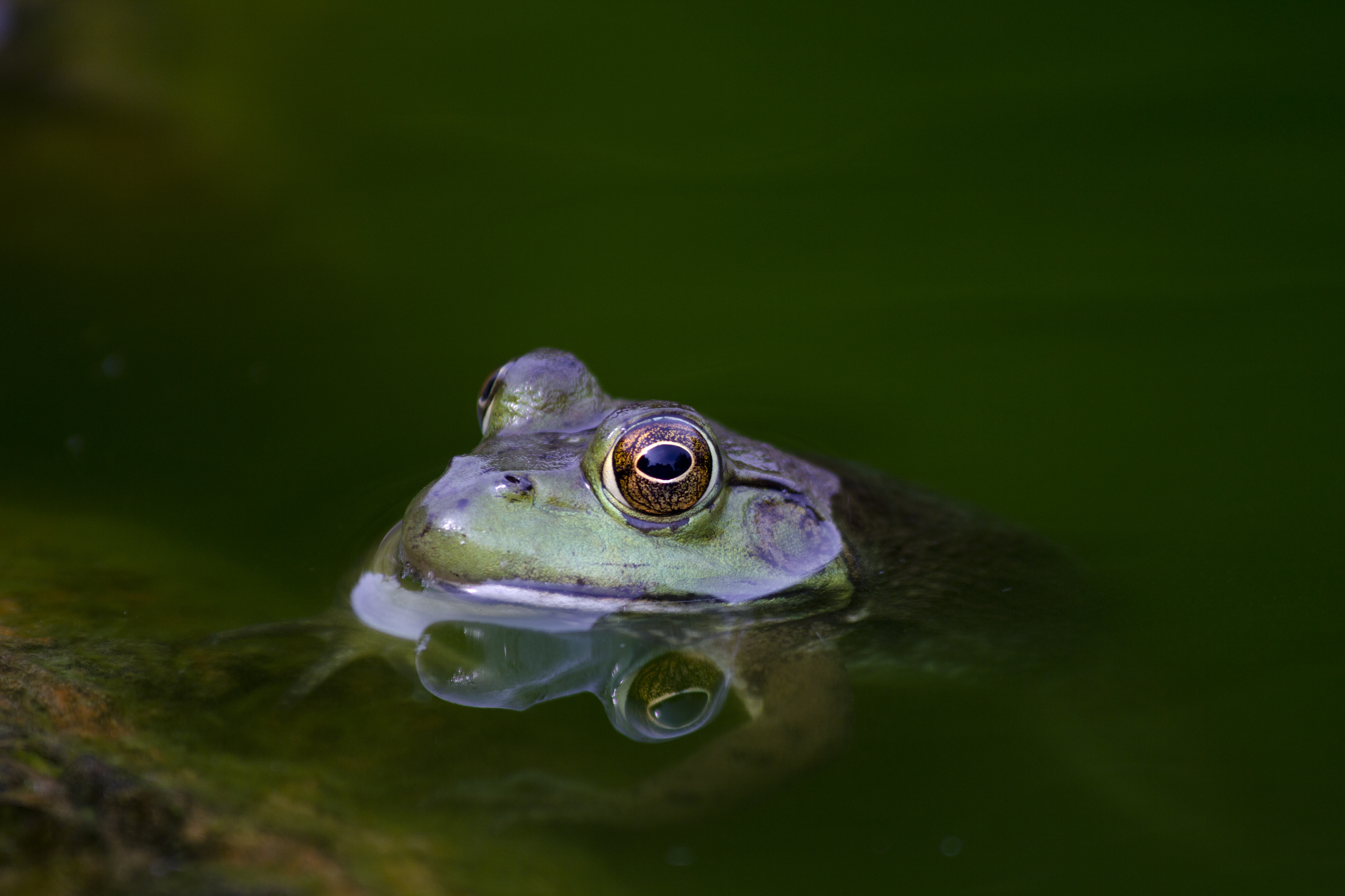 Toad Amphibian Water 5184x3456