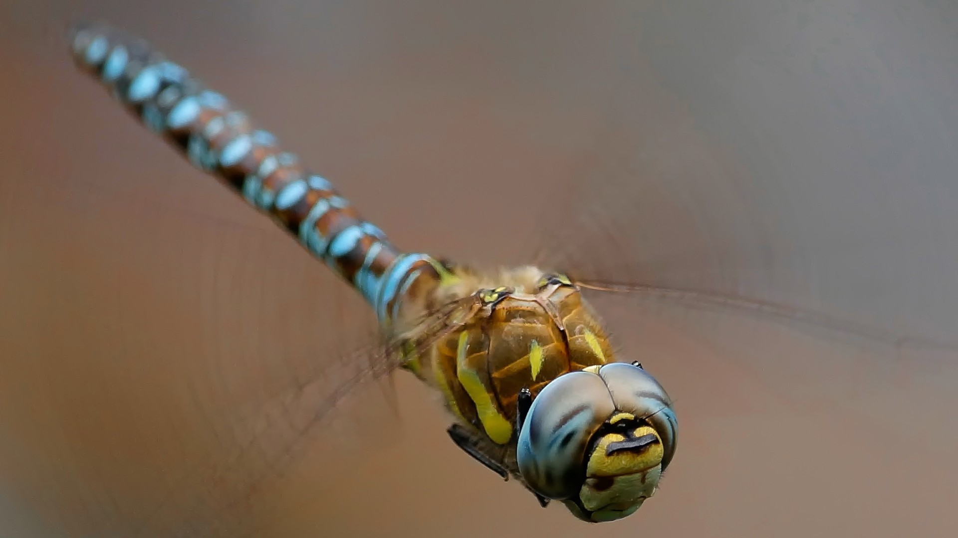 Dragonflies Insect Macro 1920x1080