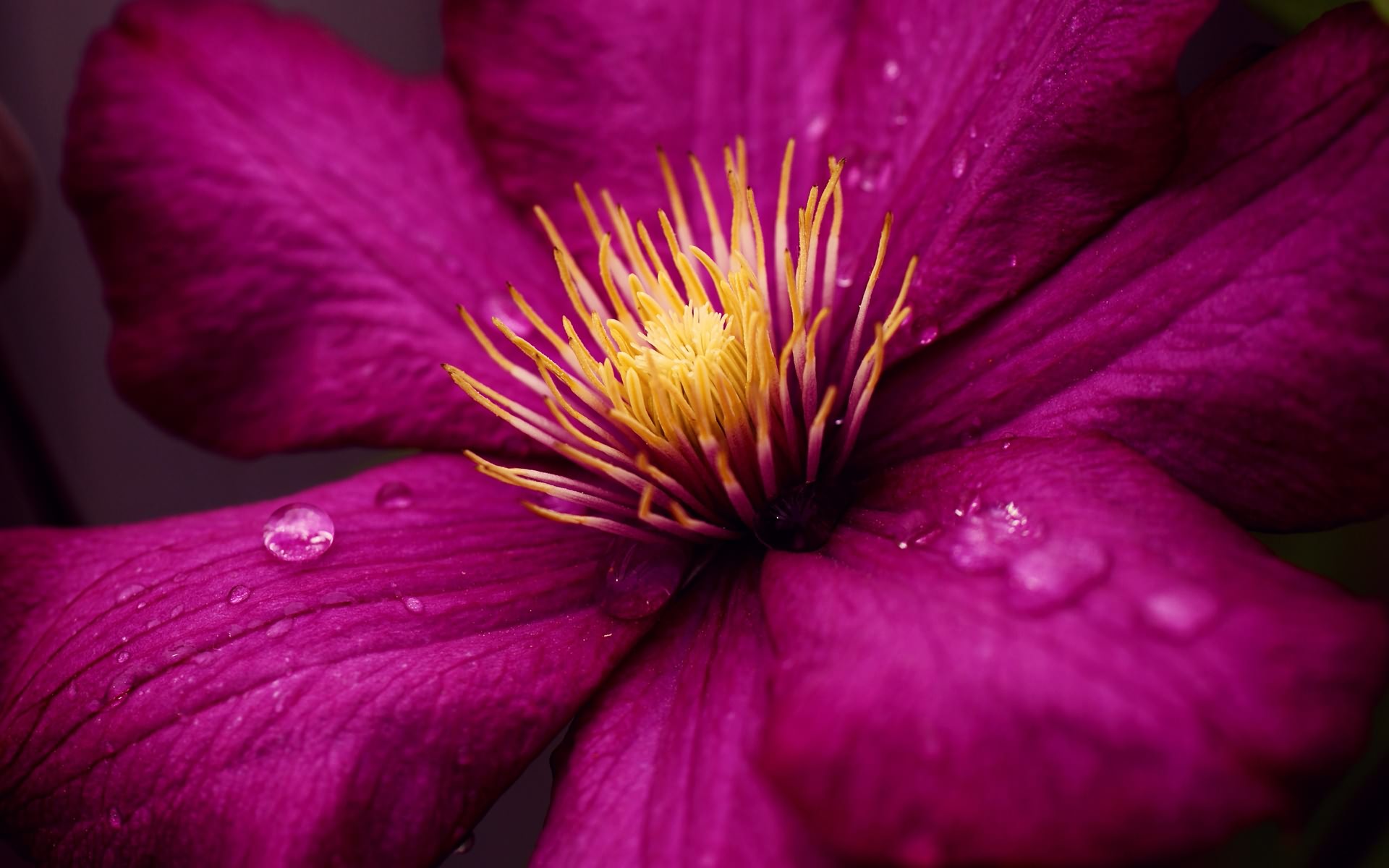 Earth Flower Clematis Purple Flower 1920x1200