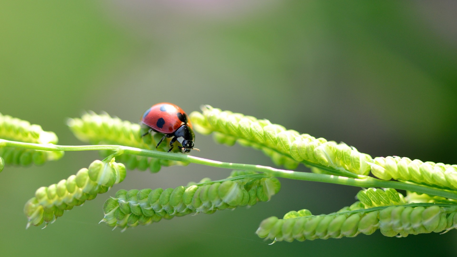 Ladybugs Plants Nature Insect 1920x1080