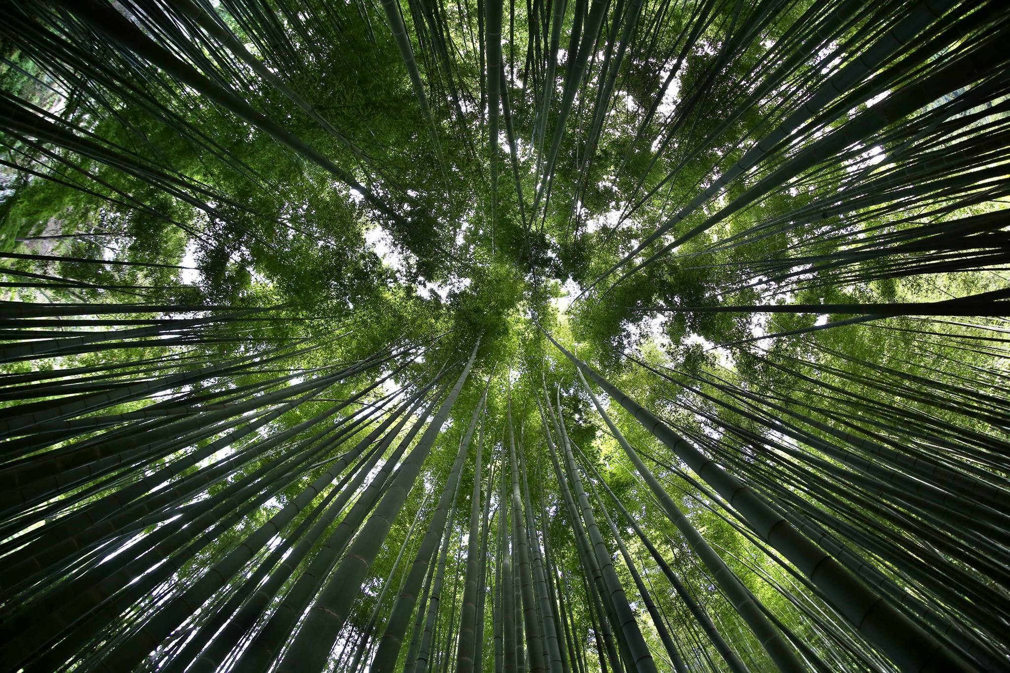 Bamboo Japan Worms Eye View Trees Nature Plants Bottom View 2048x1365