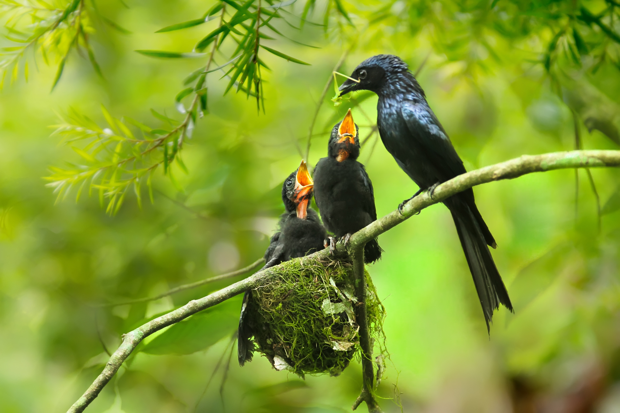 Animal Bird Black Nest 2048x1365