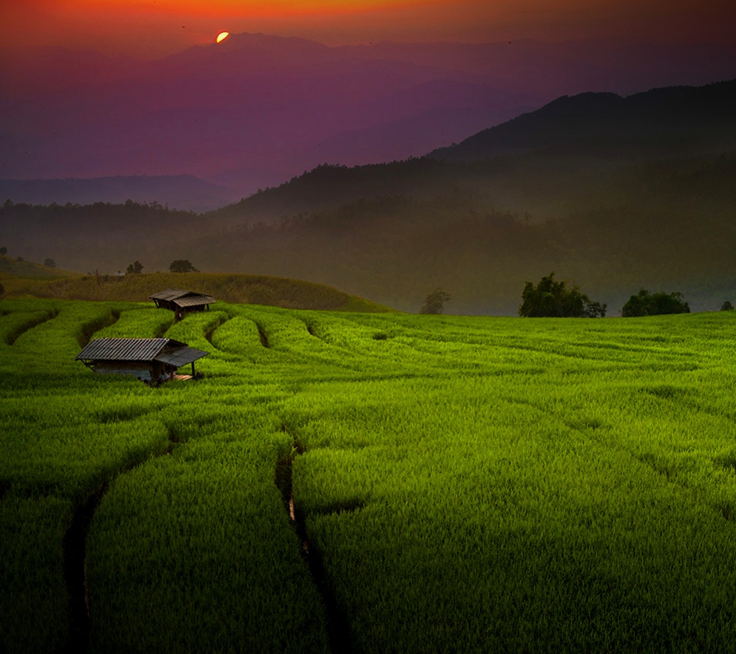 Rice Fields Cabin Landscape Field Mountains Sunset 1440x1280