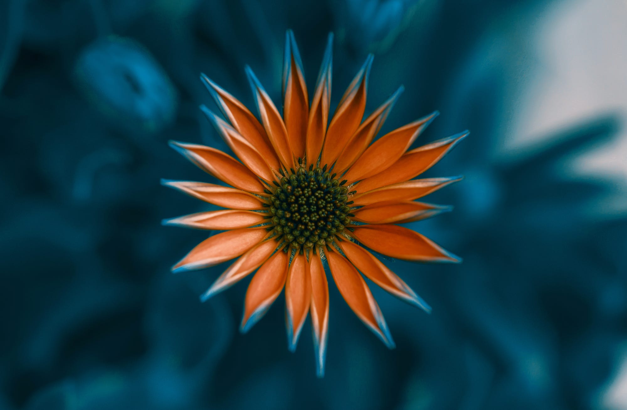 Nature Depth Of Field Orange Flowers Closeup 2000x1309