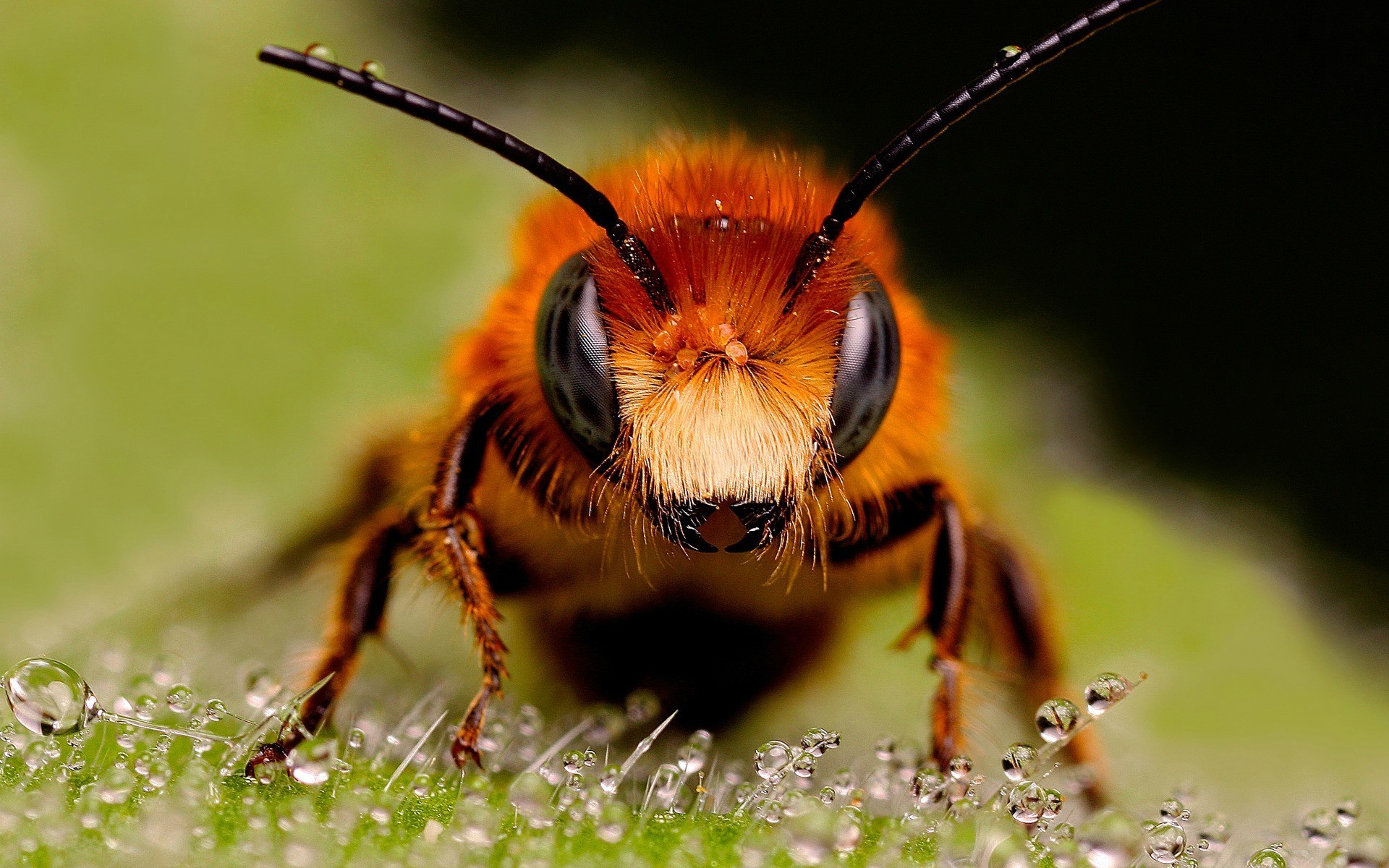 Macro Insect Hymenoptera Bees 1920x1200