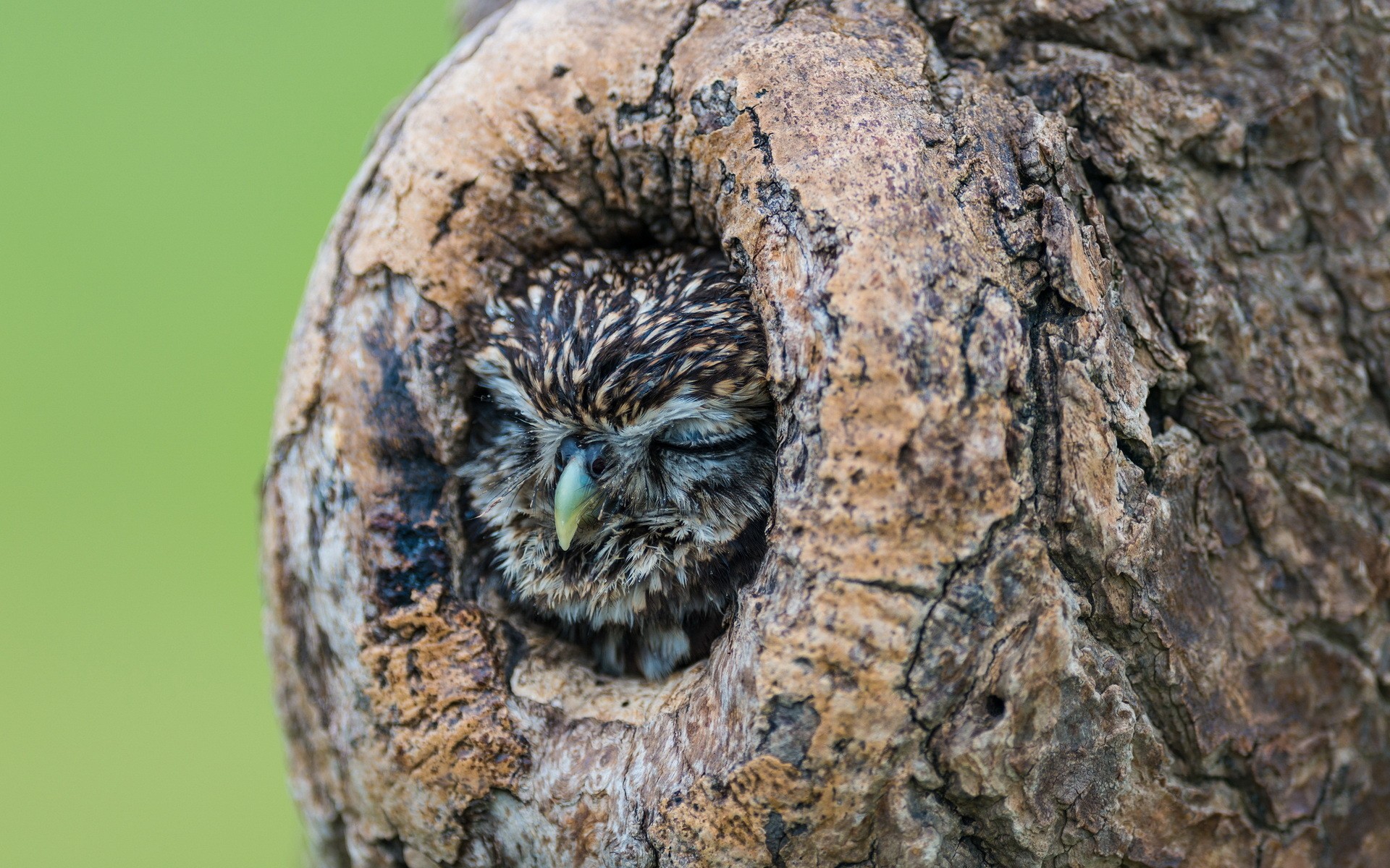 Nature Animals Birds Owl Trees Wood Sleeping Depth Of Field Nests 1920x1200