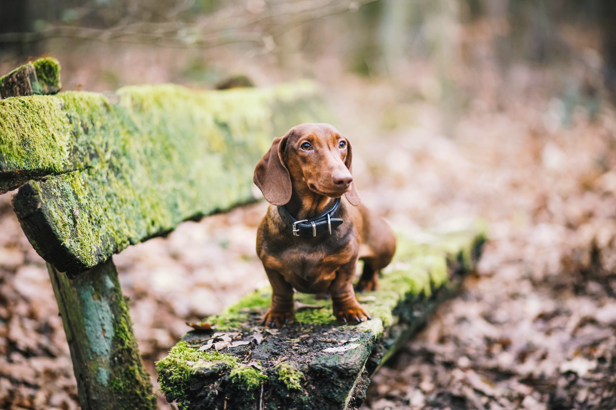 Dog Old Animals Moss Leaves Bench Dachshund 2048x1365