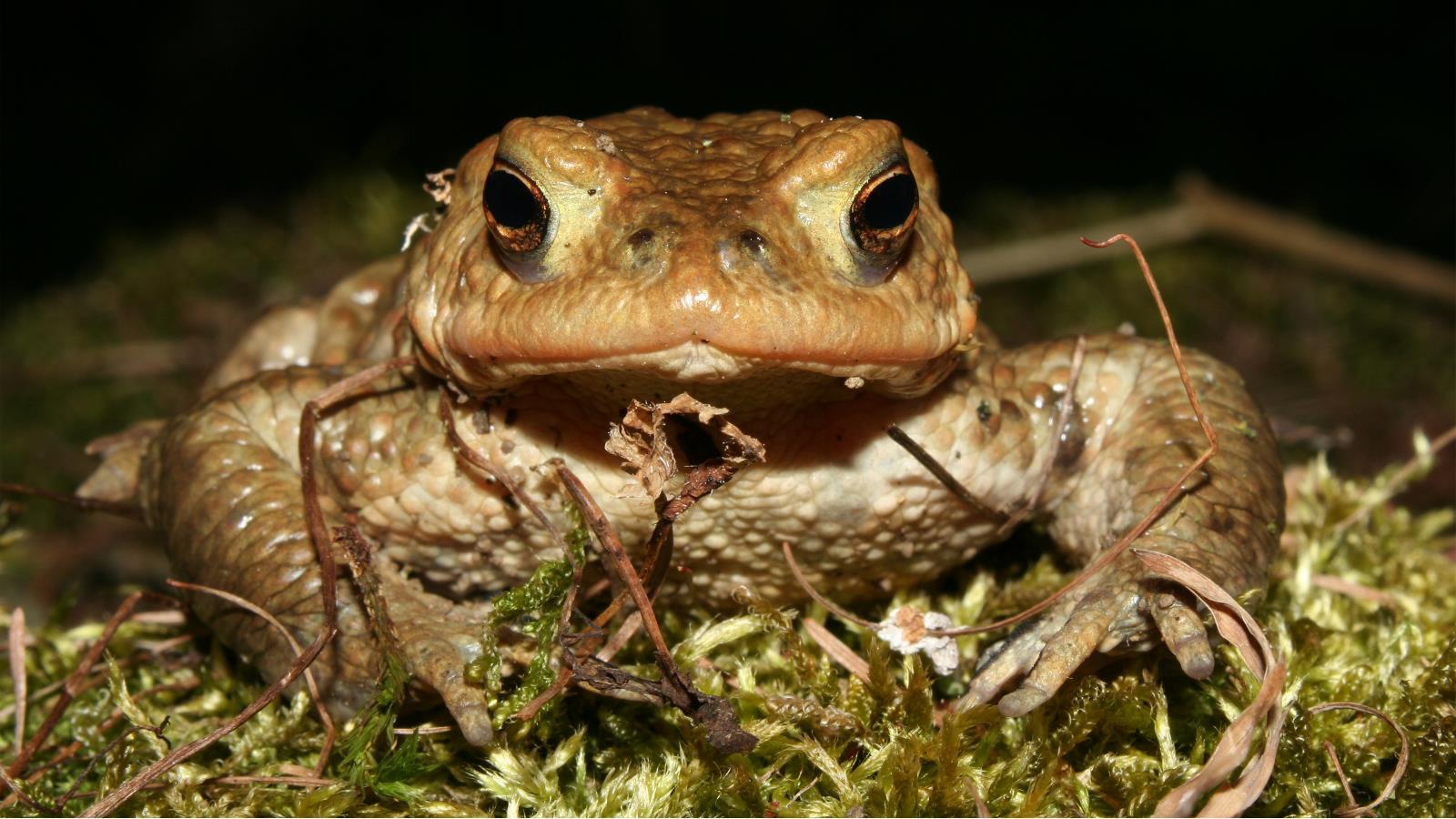 Animal Toad 1600x900