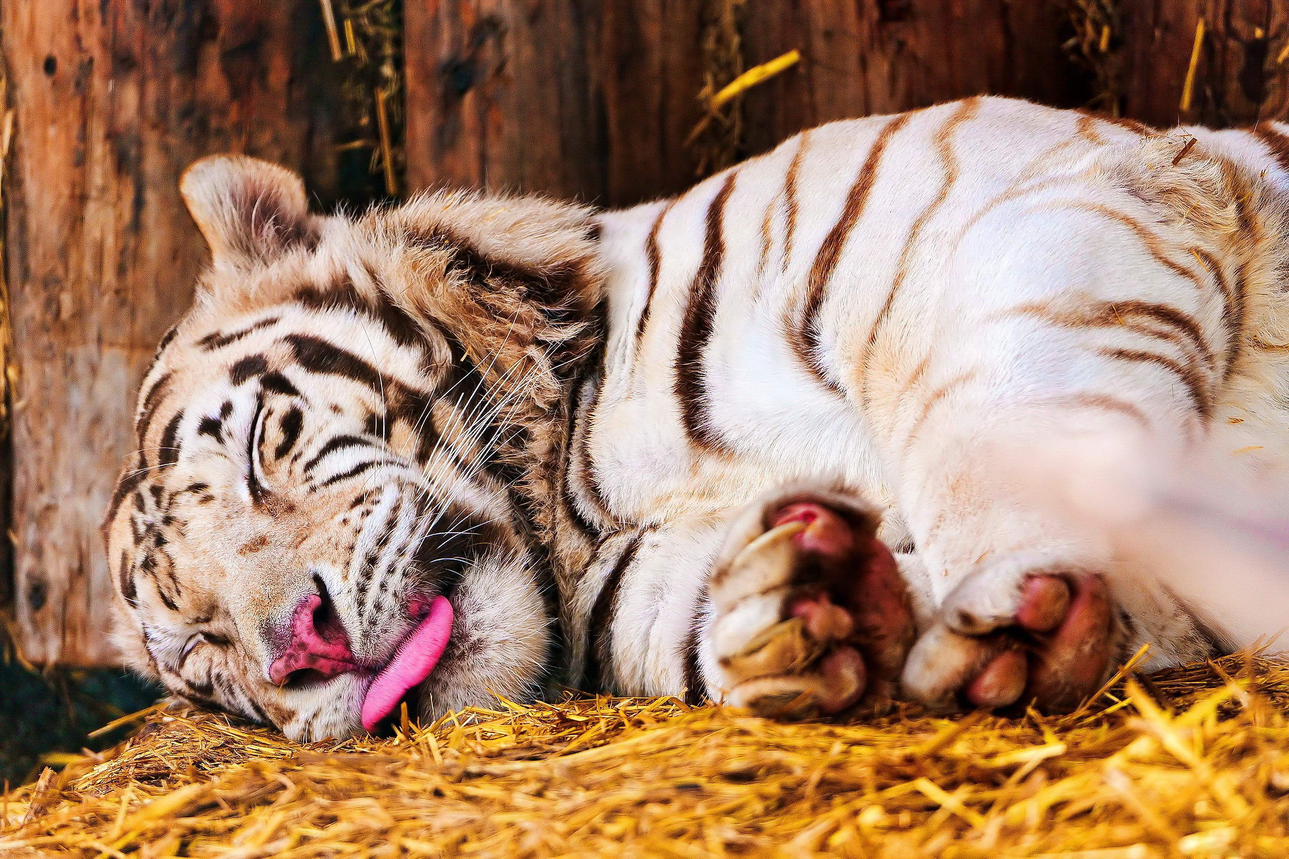 Tiger Sleeping Tongue 2560x1706