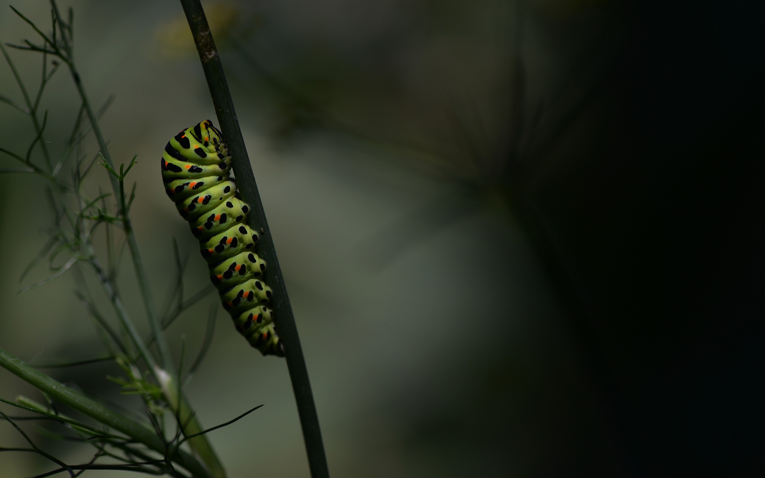 Insect Macro Caterpillars Twigs Nature 2560x1600