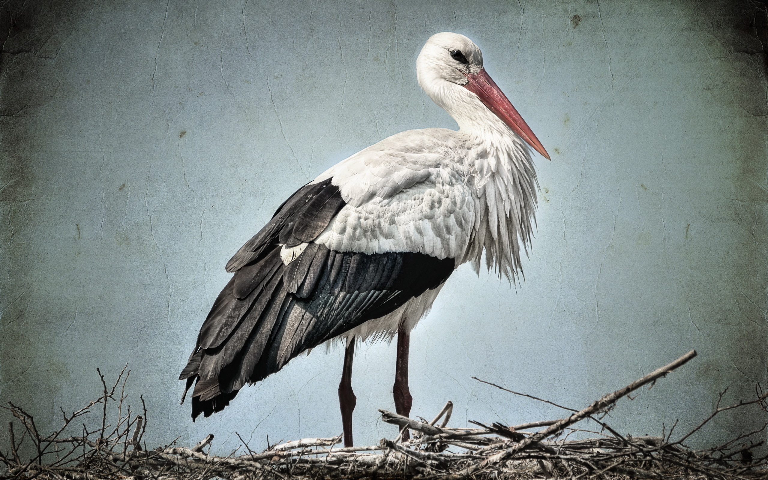 Animal White Stork 2560x1600