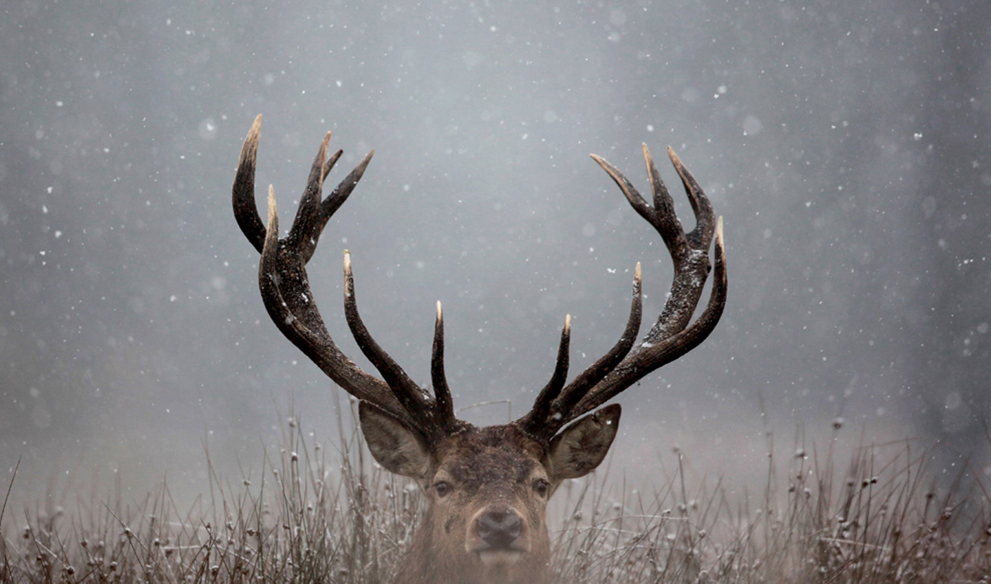 Buck Wildlife Snow 1440x849
