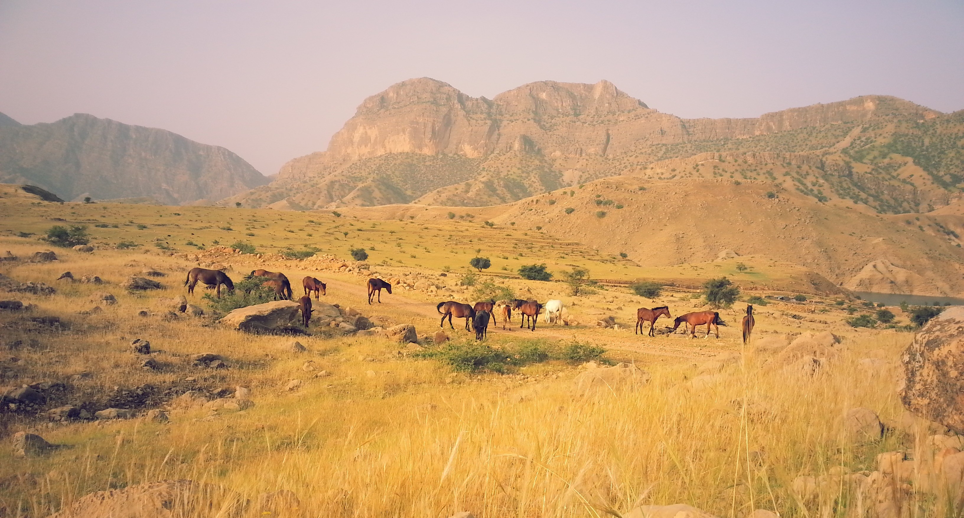 Horse Iran Nature Animals Summer Mountains Landscape Field Grass 3264x1756