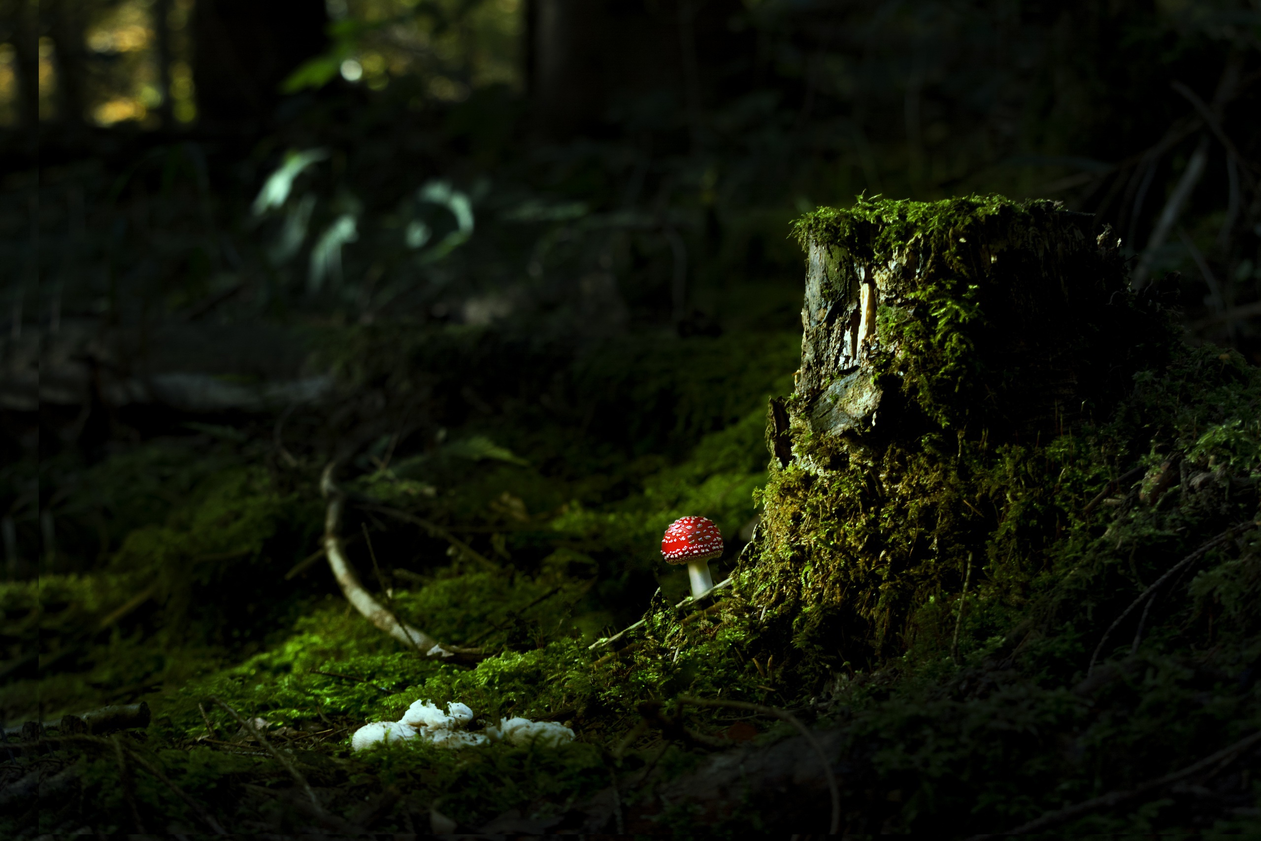 Mushroom Moss Nature Stump 2560x1707