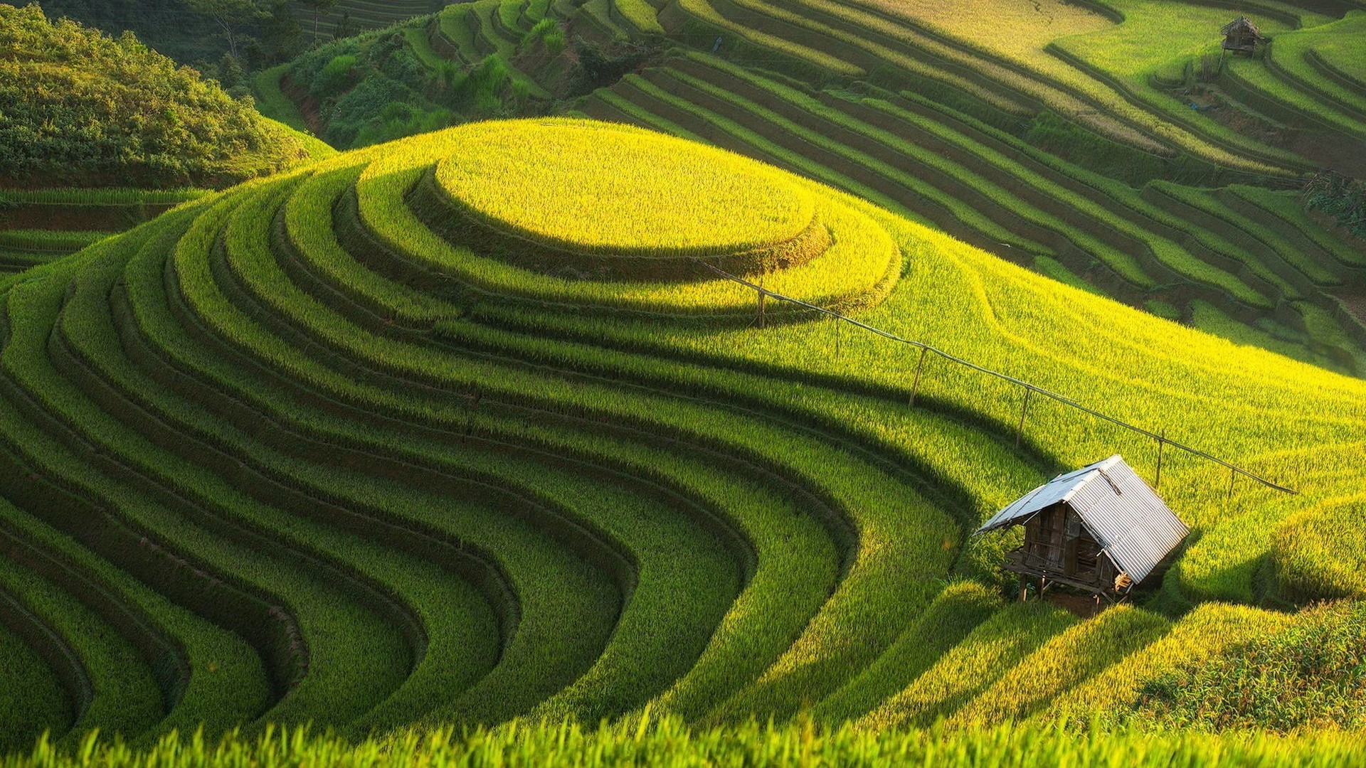 Landscape Field Rice Paddy 1920x1080