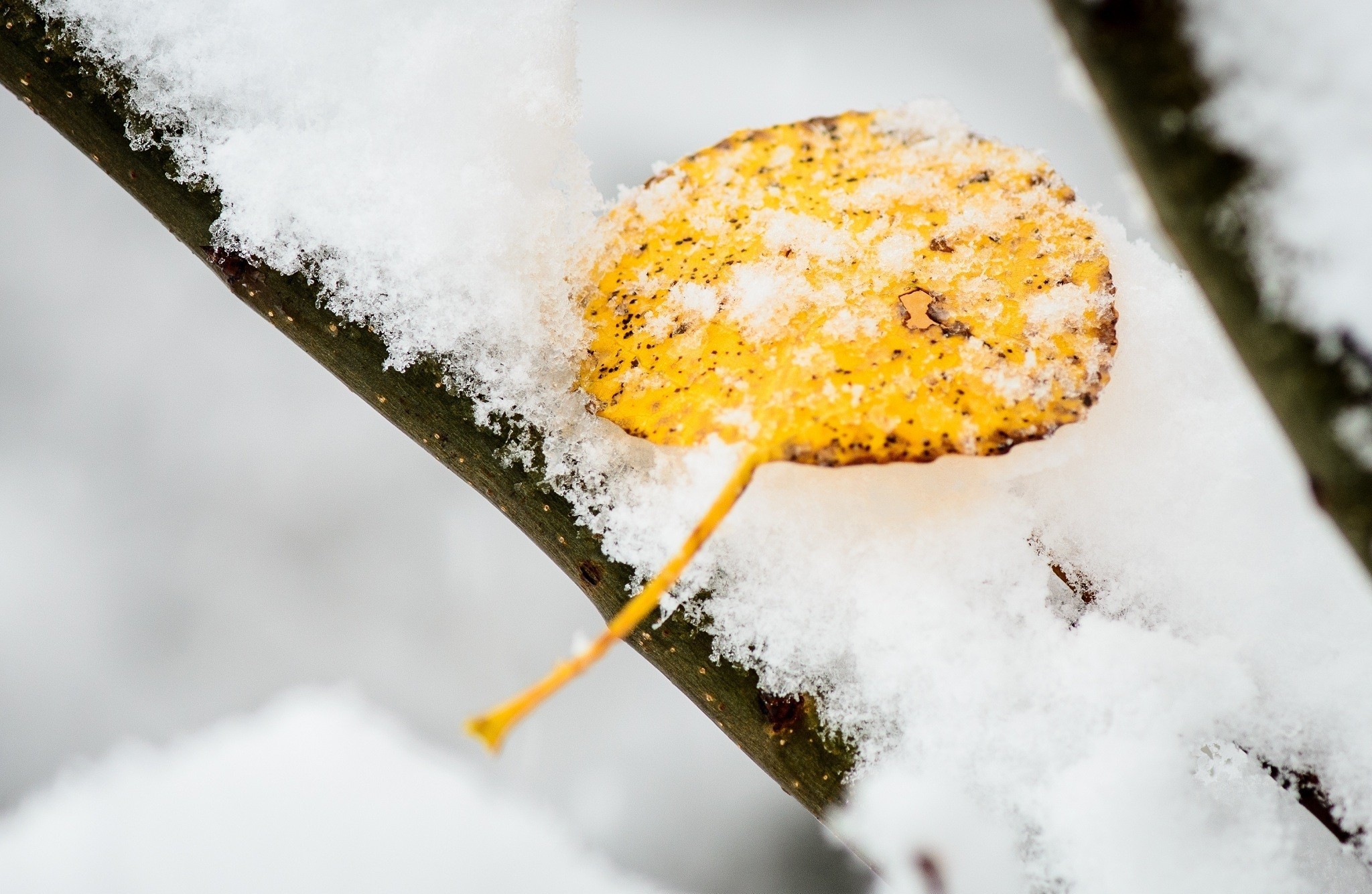 Leaf Snow November 2048x1335