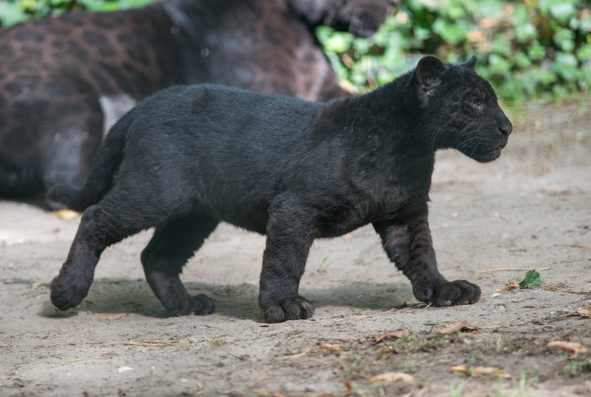 Wild Cat Wildlife Panthers Black Panther Baby Animals Cubs 2048x1376