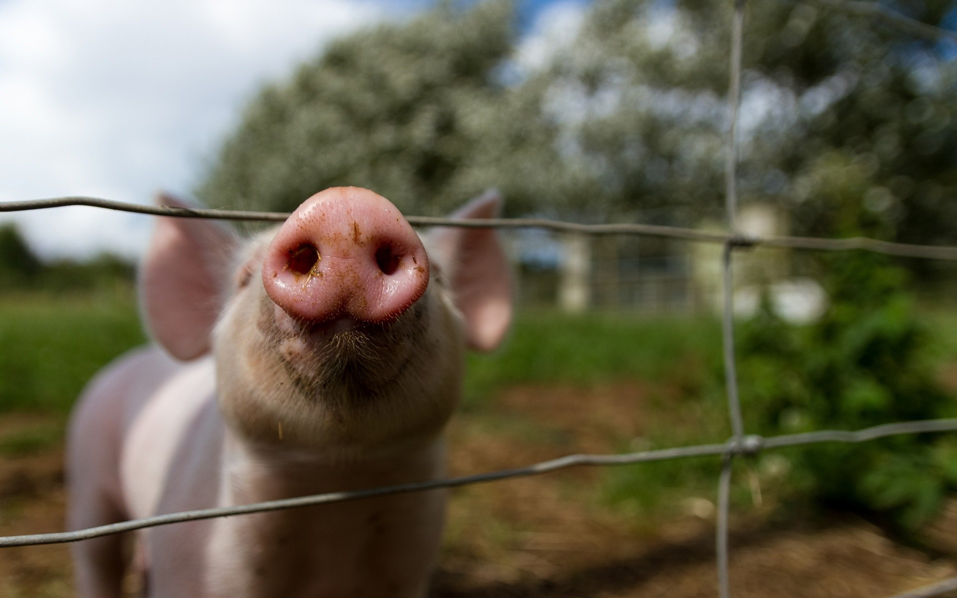 Animals Pigs Fence Outdoors 1920x1200