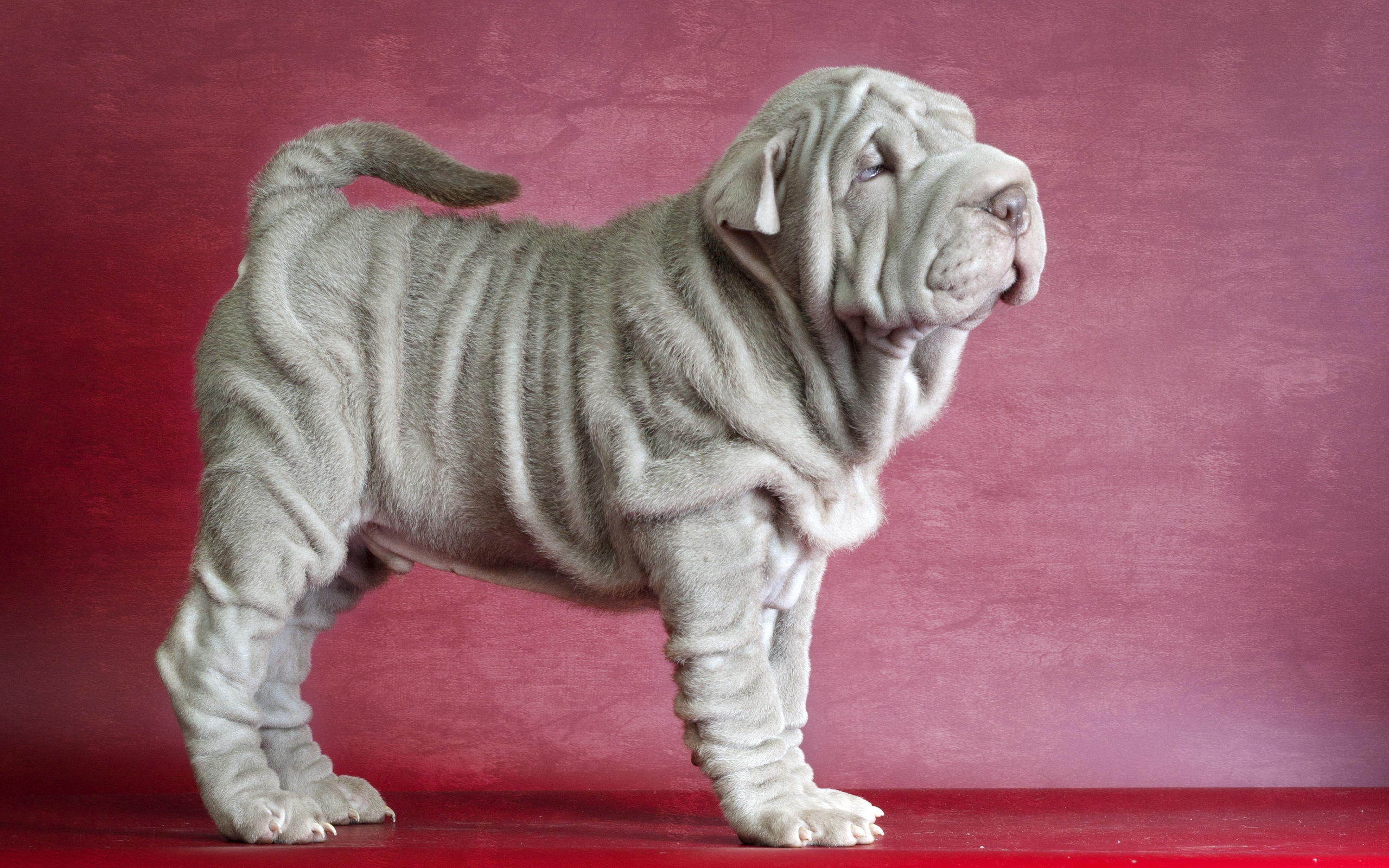 Animal Shar Pei 2560x1600