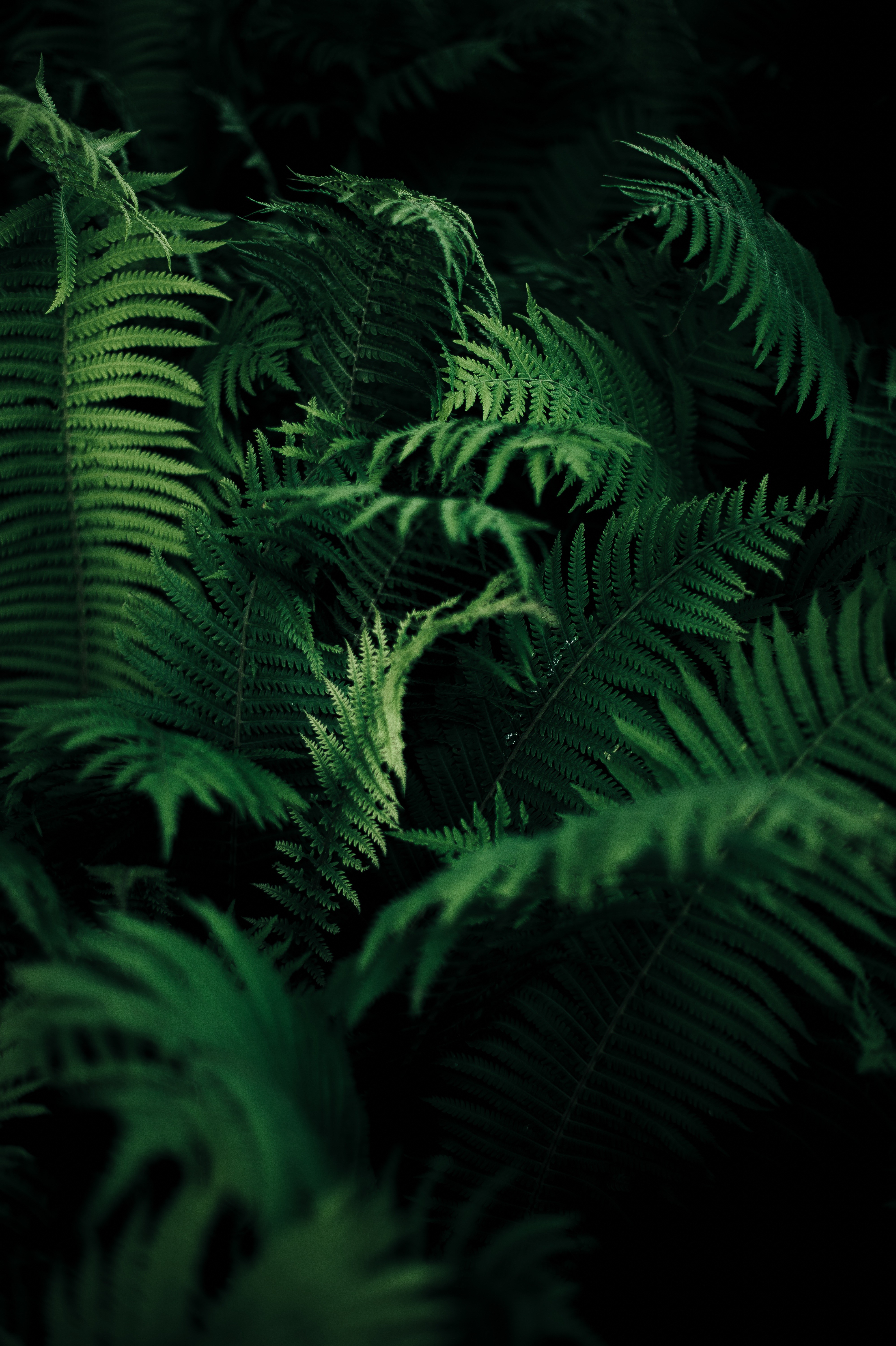 Nature Ferns Plants Green Portrait Display Vertical 4000x6010