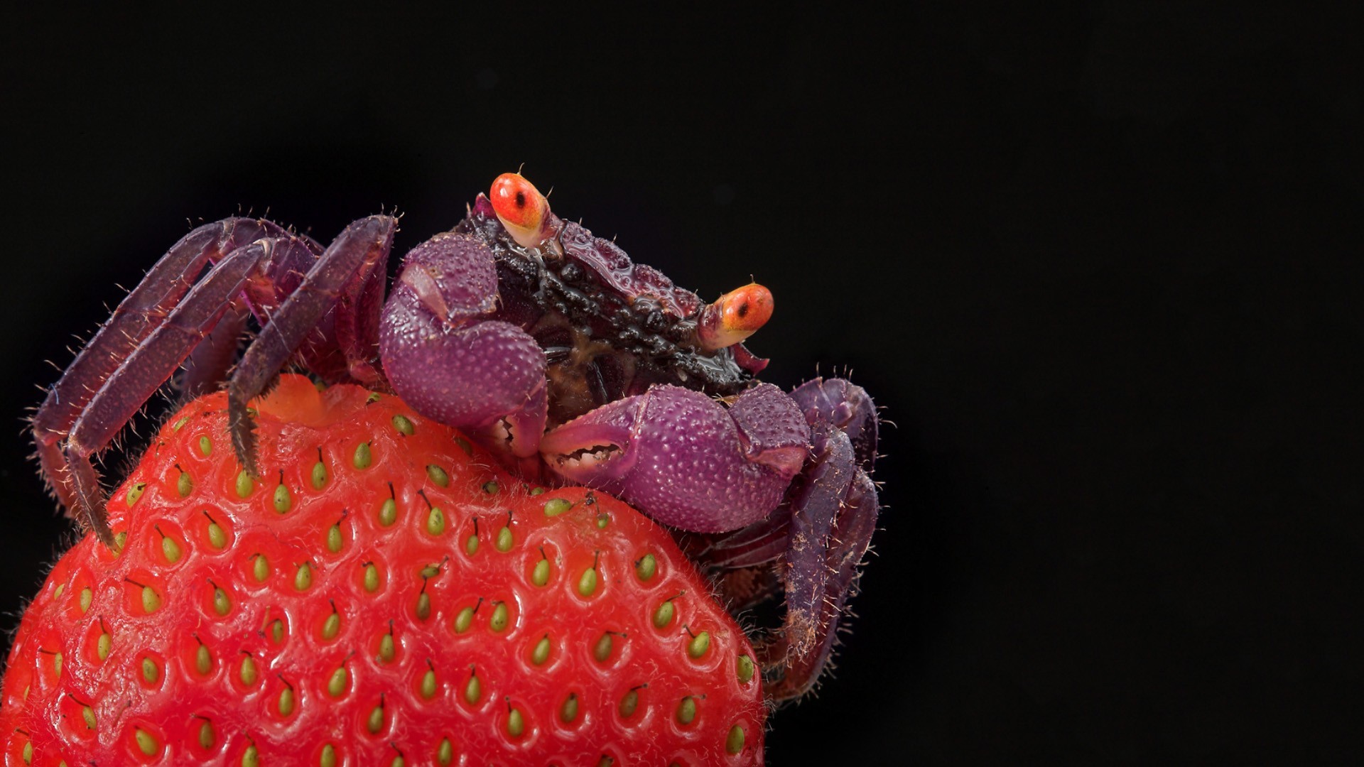 Crabs Strawberries Crustaceans Fruit Animals 1920x1080