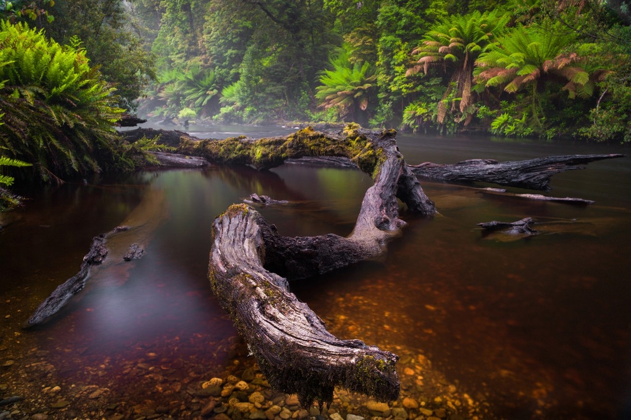 River Mist Forest Ferns Moss Trees Water Nature Landscape Without People 1280x853