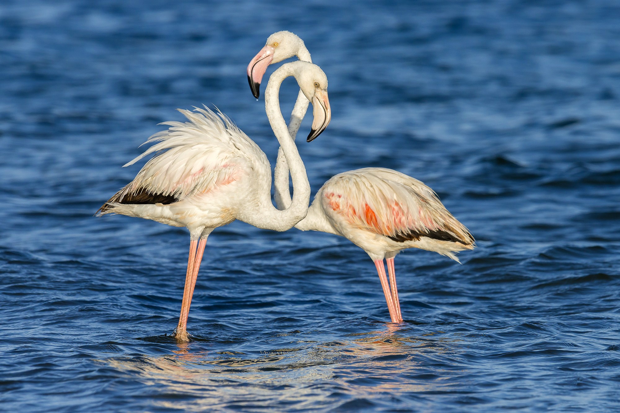 Animals Flamingos Water Birds 2000x1335
