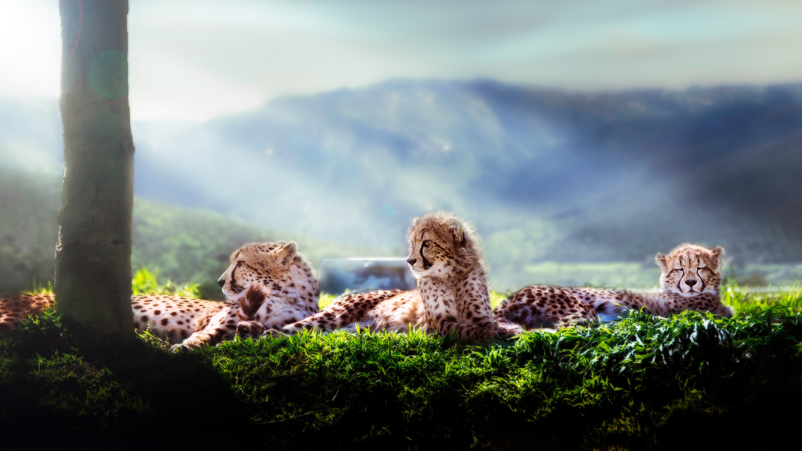 Animals Kittens Cheetahs Cheetah 2560x1440