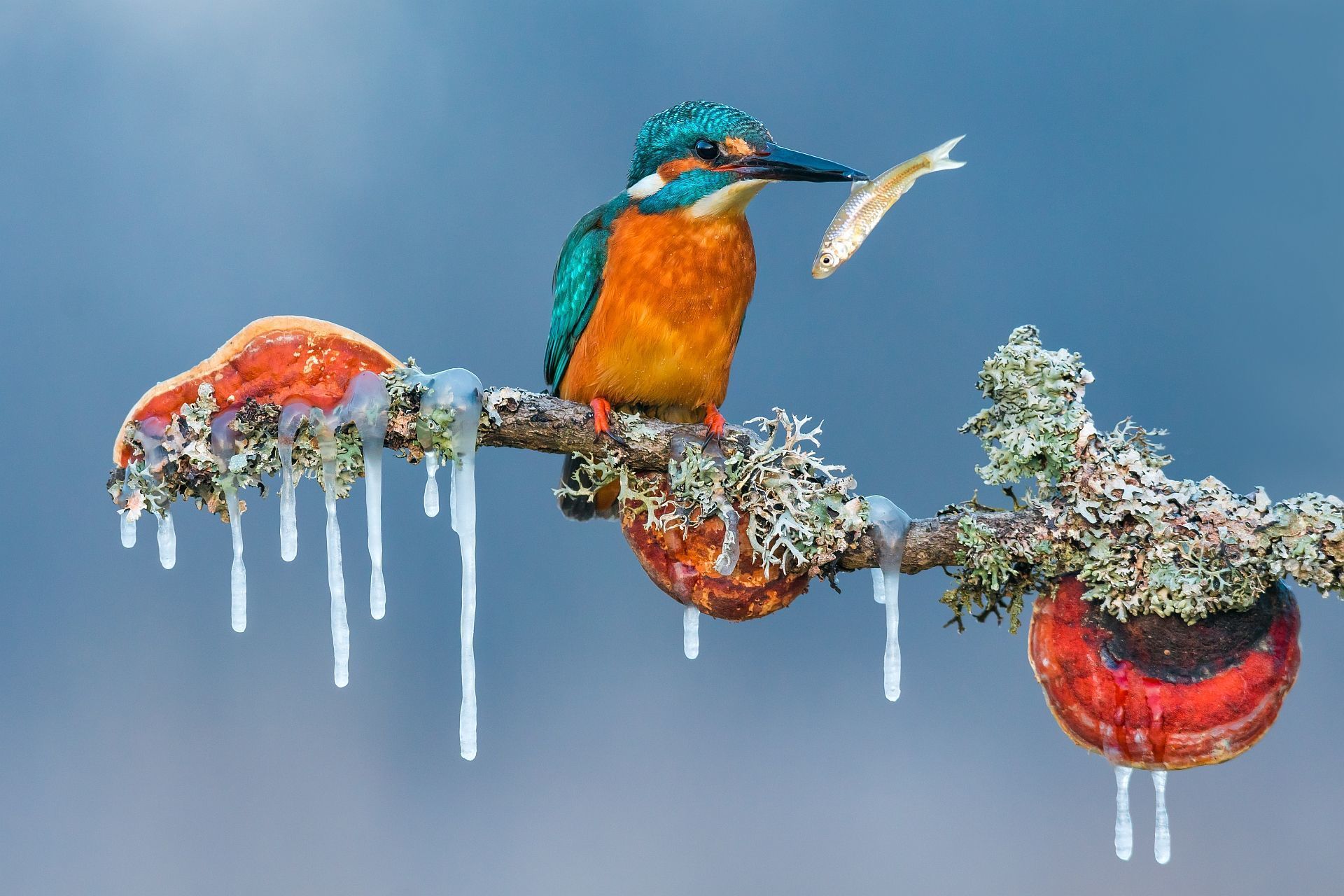 Nature Animals Birds Branch Icicle Winter Fish Ice Clear Sky Kingfisher Closeup 1920x1280