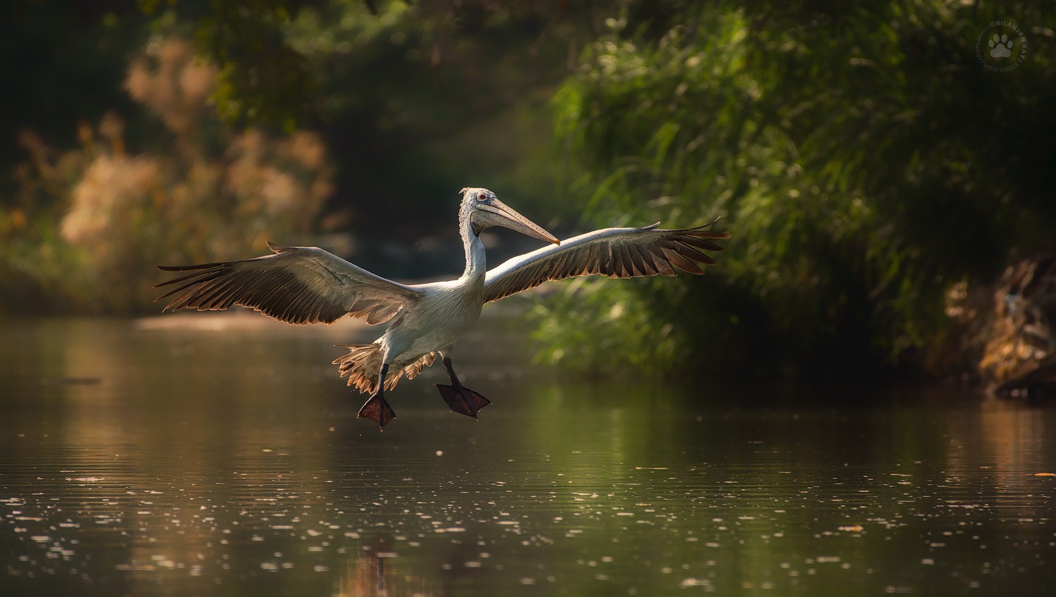 Pelicans Birds Water Animals 1500x848