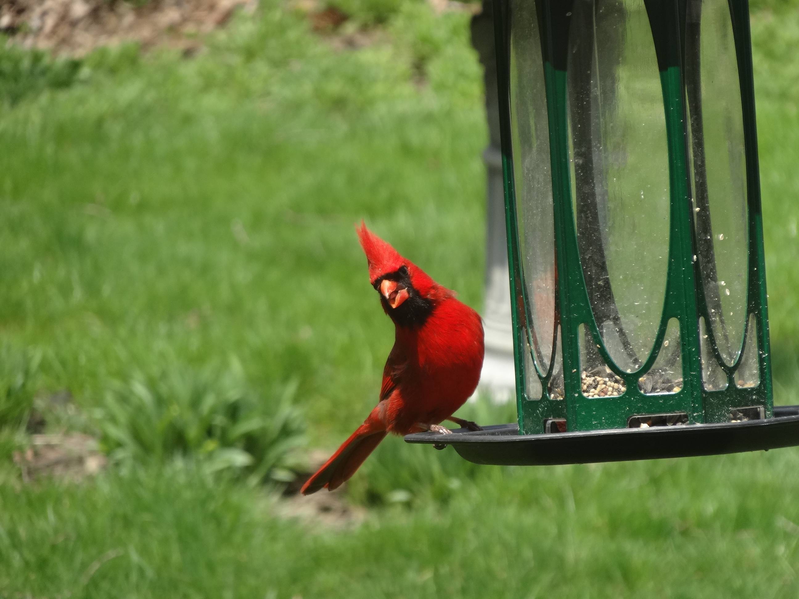 Animal Cardinal 2592x1944